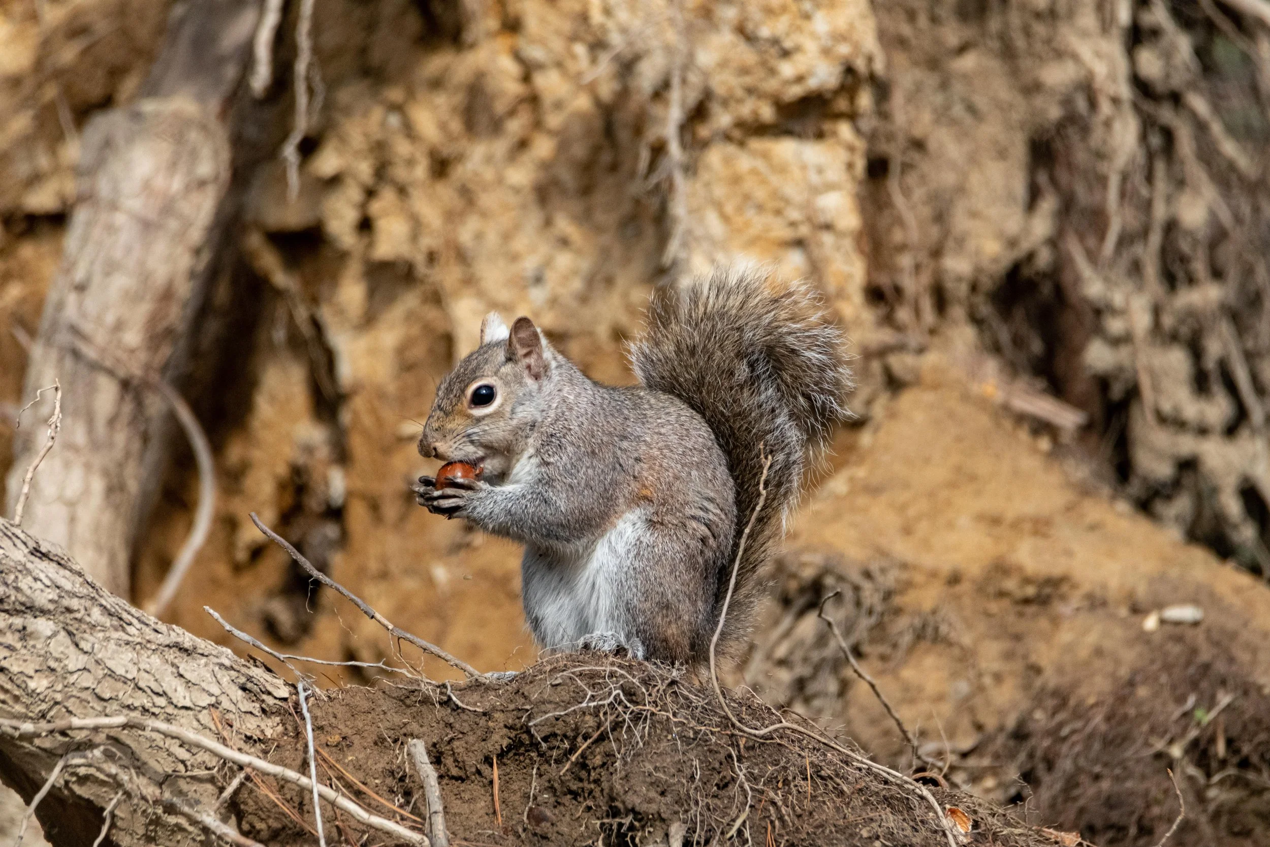 Grey Squirrel Eating Acorn-1.jpg