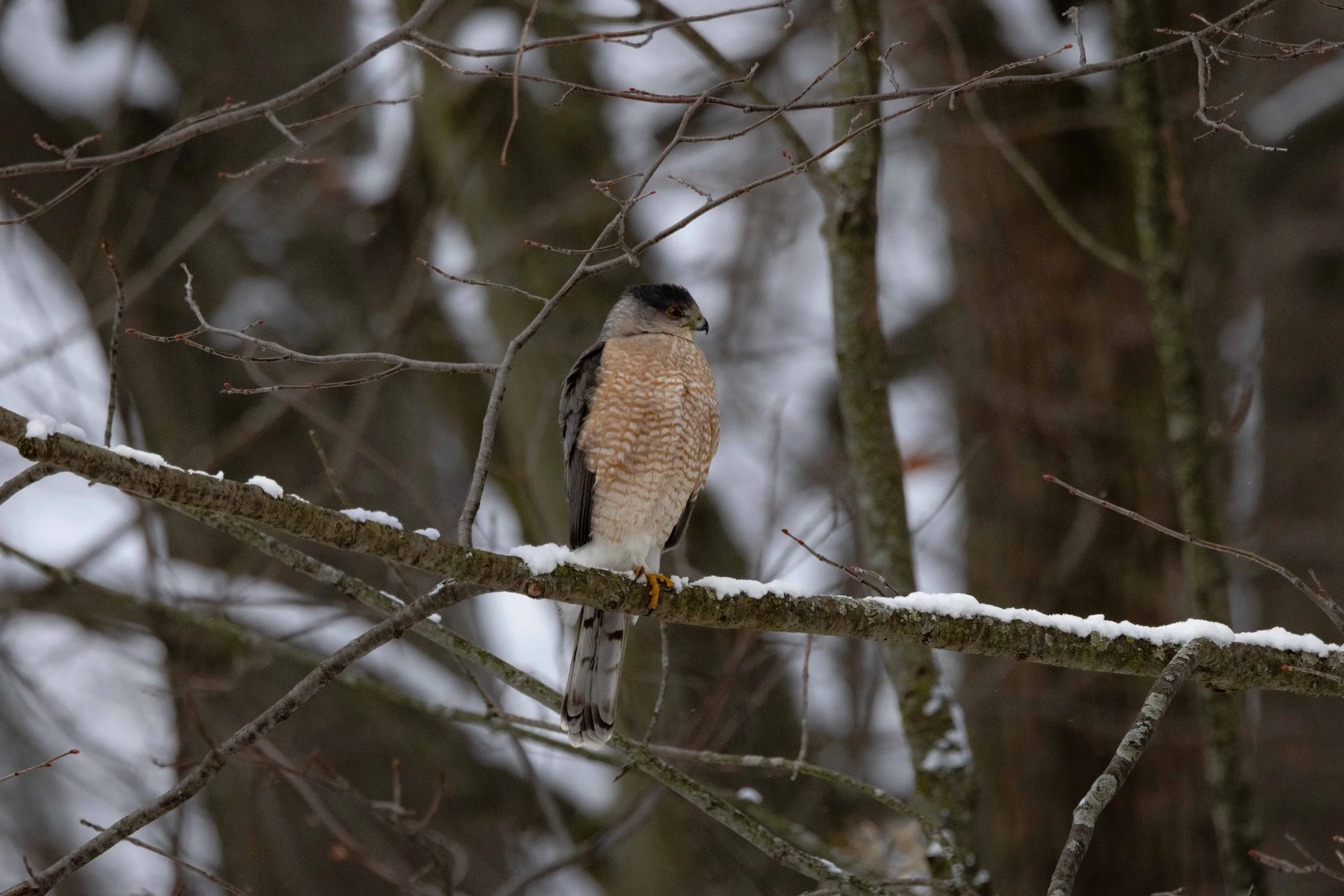 Cooper's Hawk in Tree