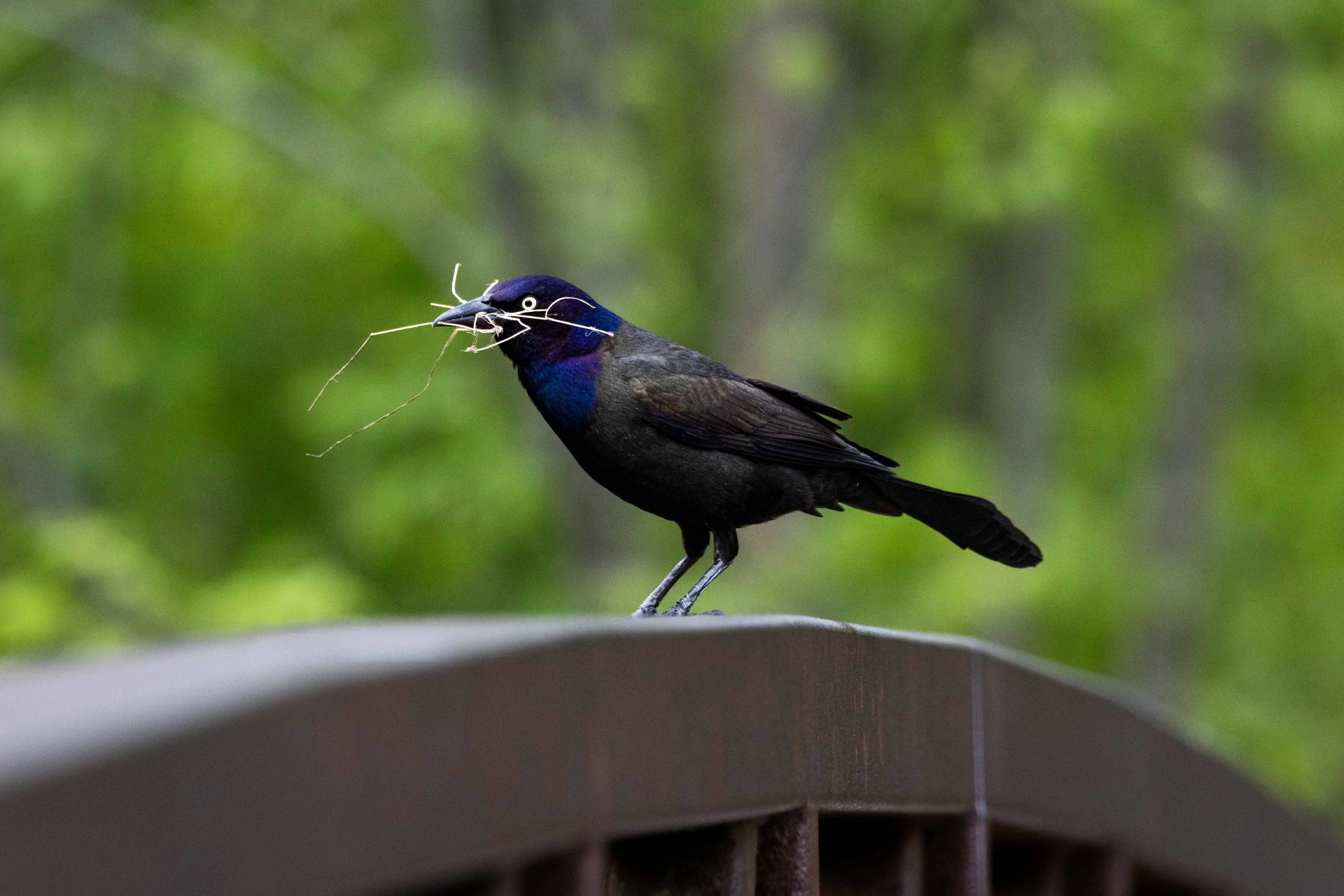 Grackle With Nesting Material