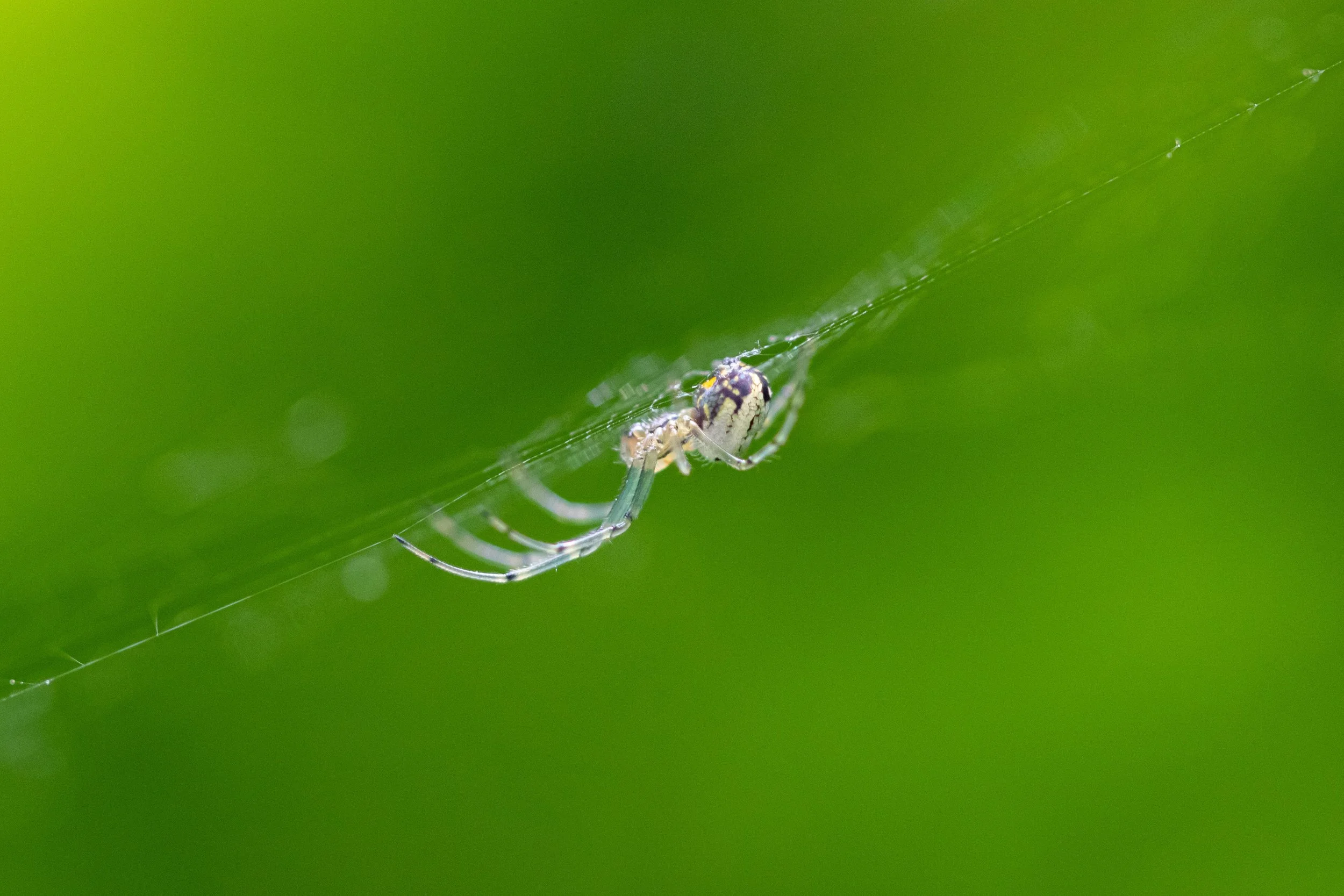 Garden Orb Weaver on Web-1.jpg