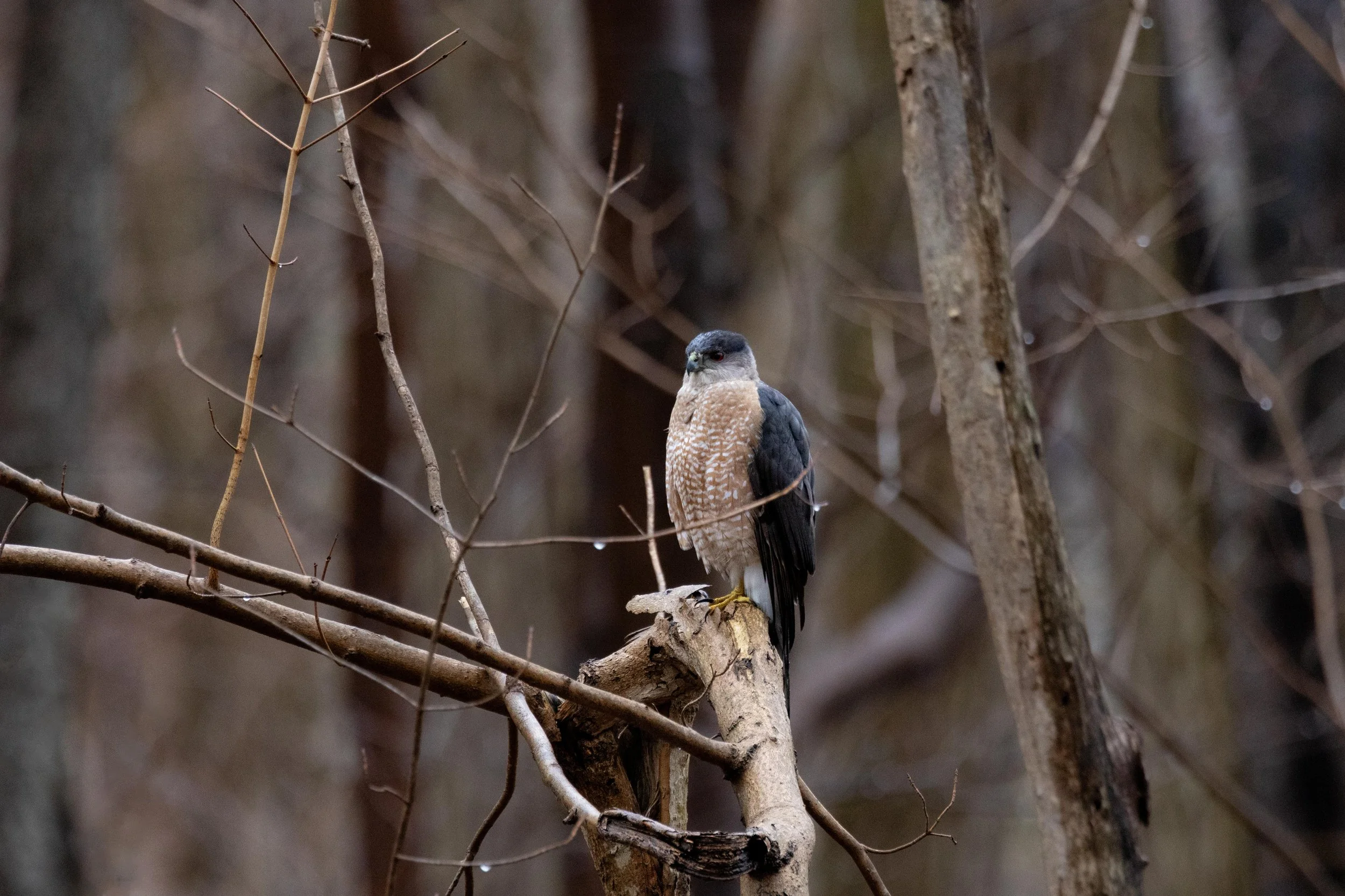 Cooper’s Hawk Perched-1.jpg