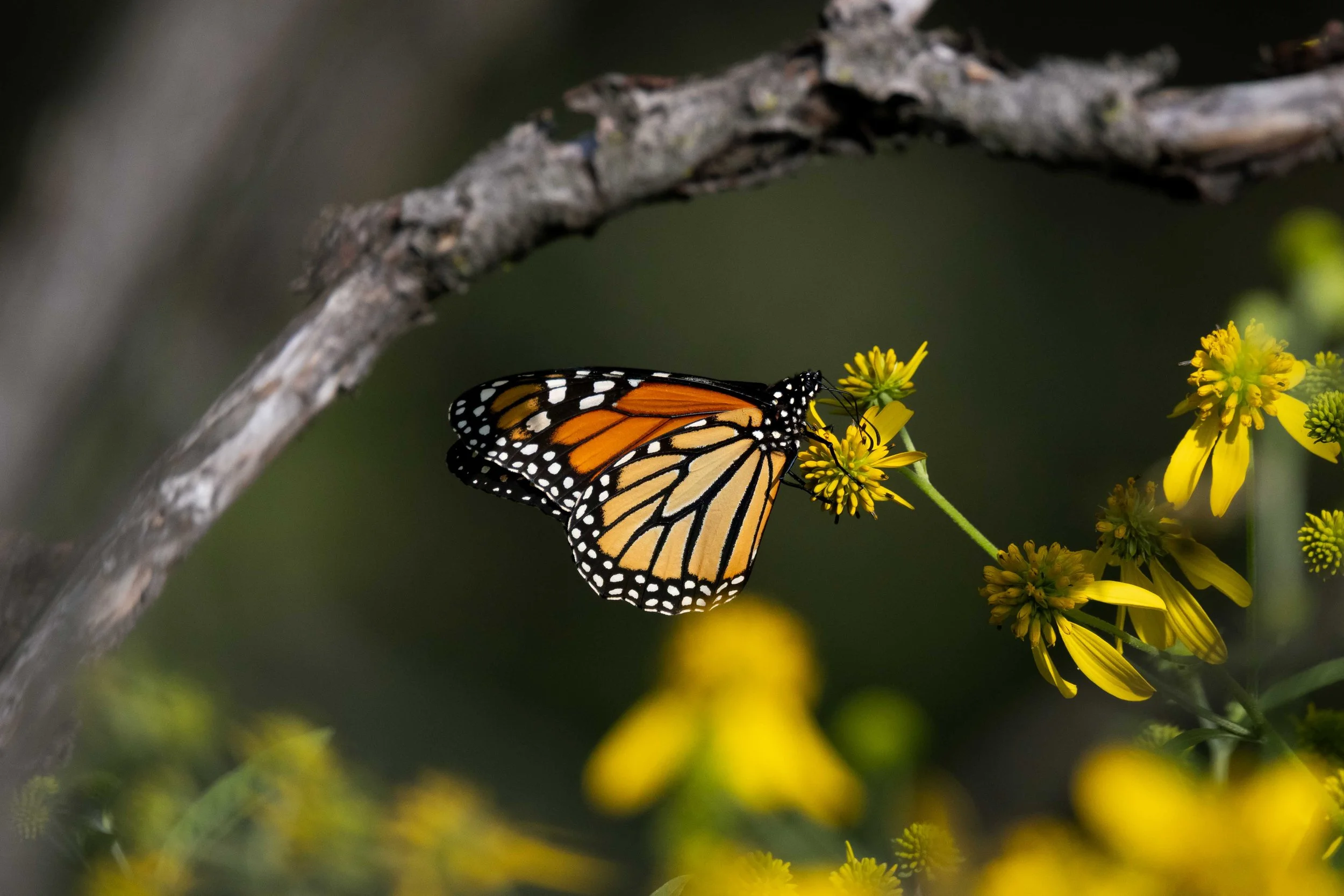 Hidden Monarch