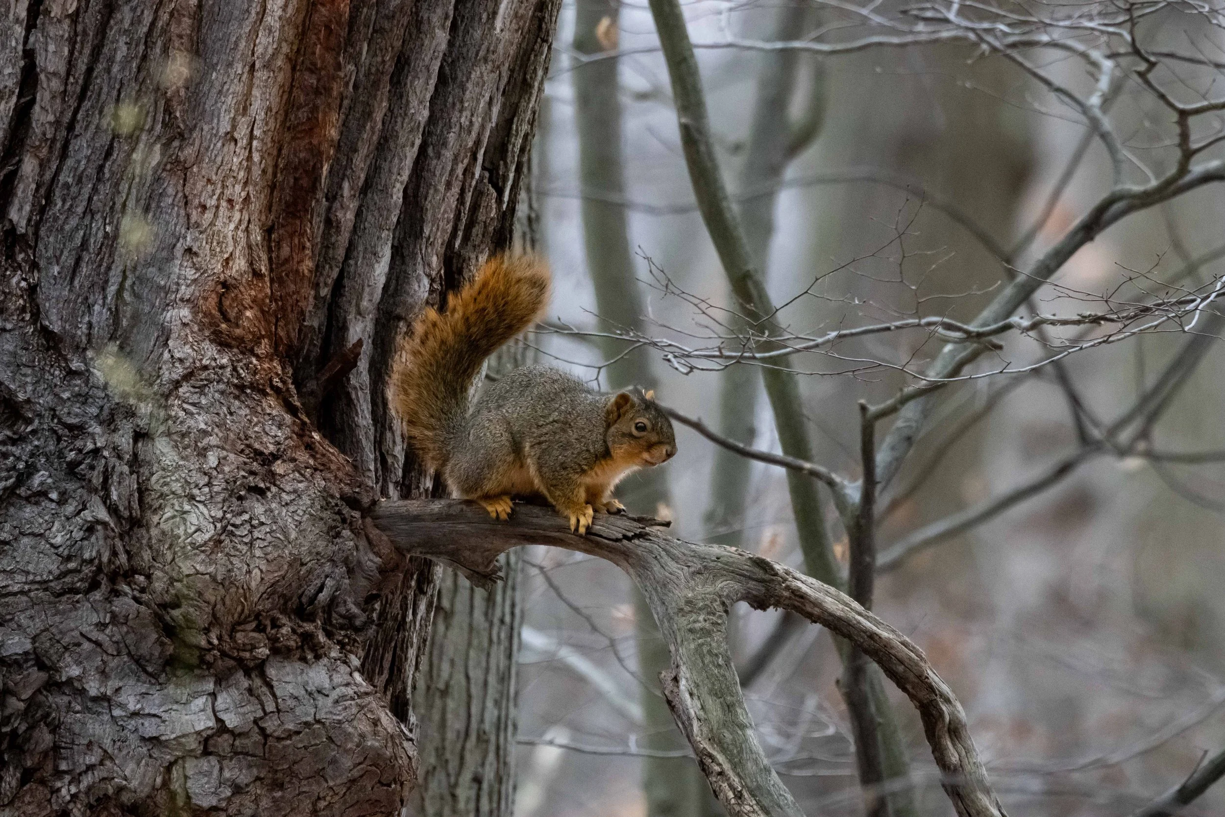 Fox Squirrel on Tree Left Side