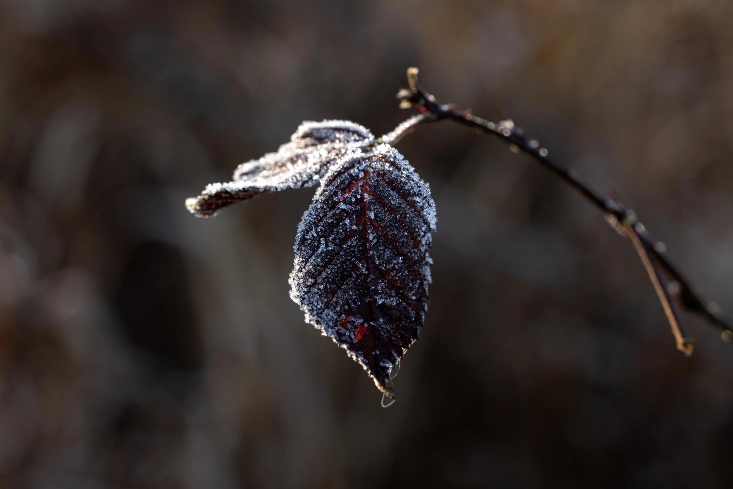 Frost Covered Leaf-1.jpg