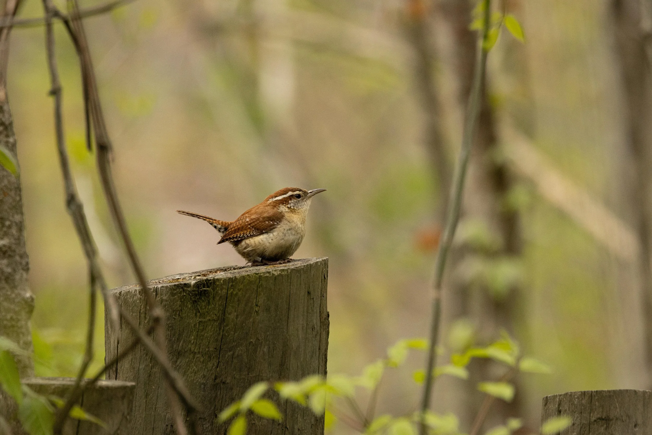 Carolina Wren on Stump-1.jpg