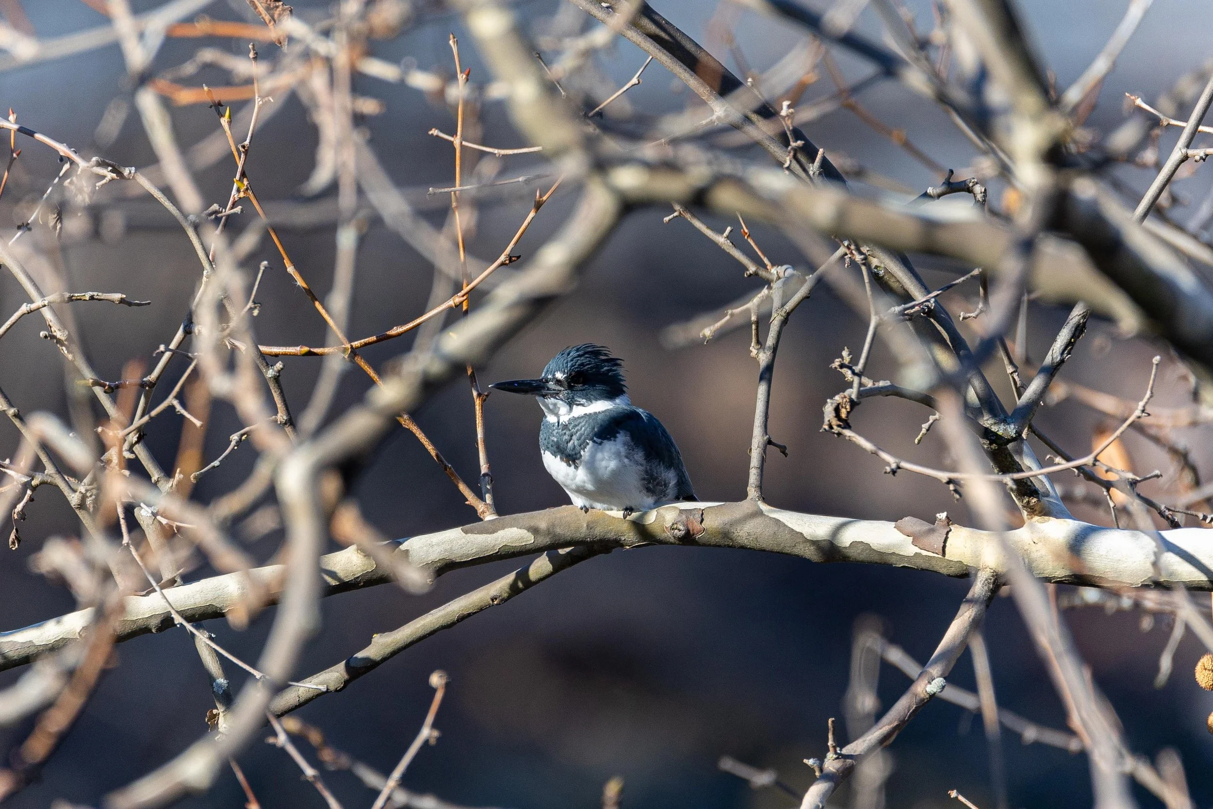 Belted Kingfisher in Tree Closeup-1.jpg