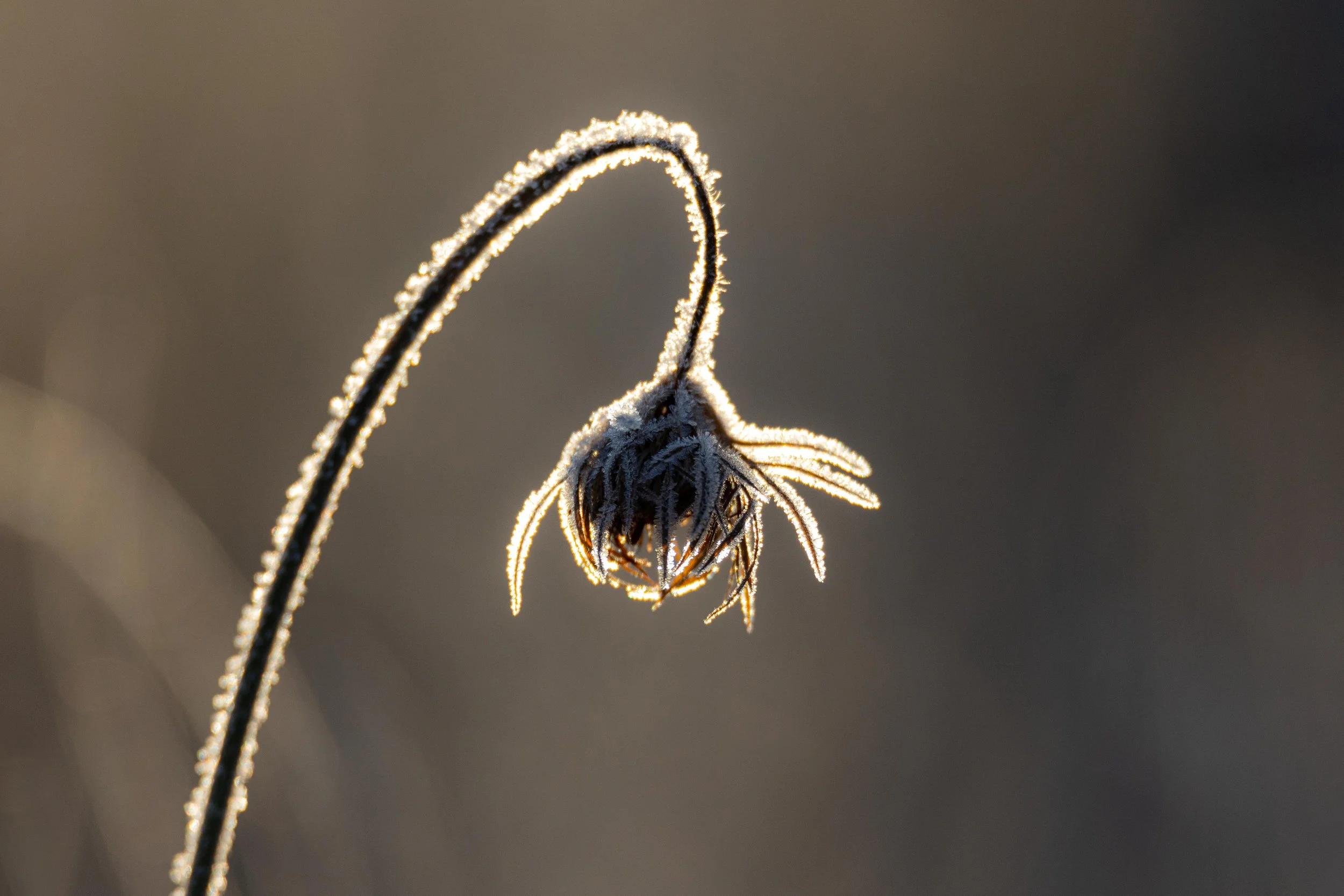 Frost on Wildflower Backlit-1.jpg