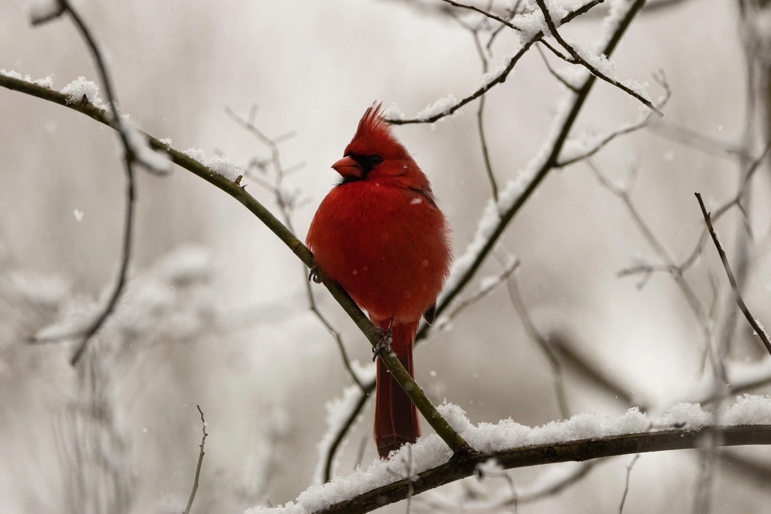 Cardinal in Snow Lighter Scene-1.jpg