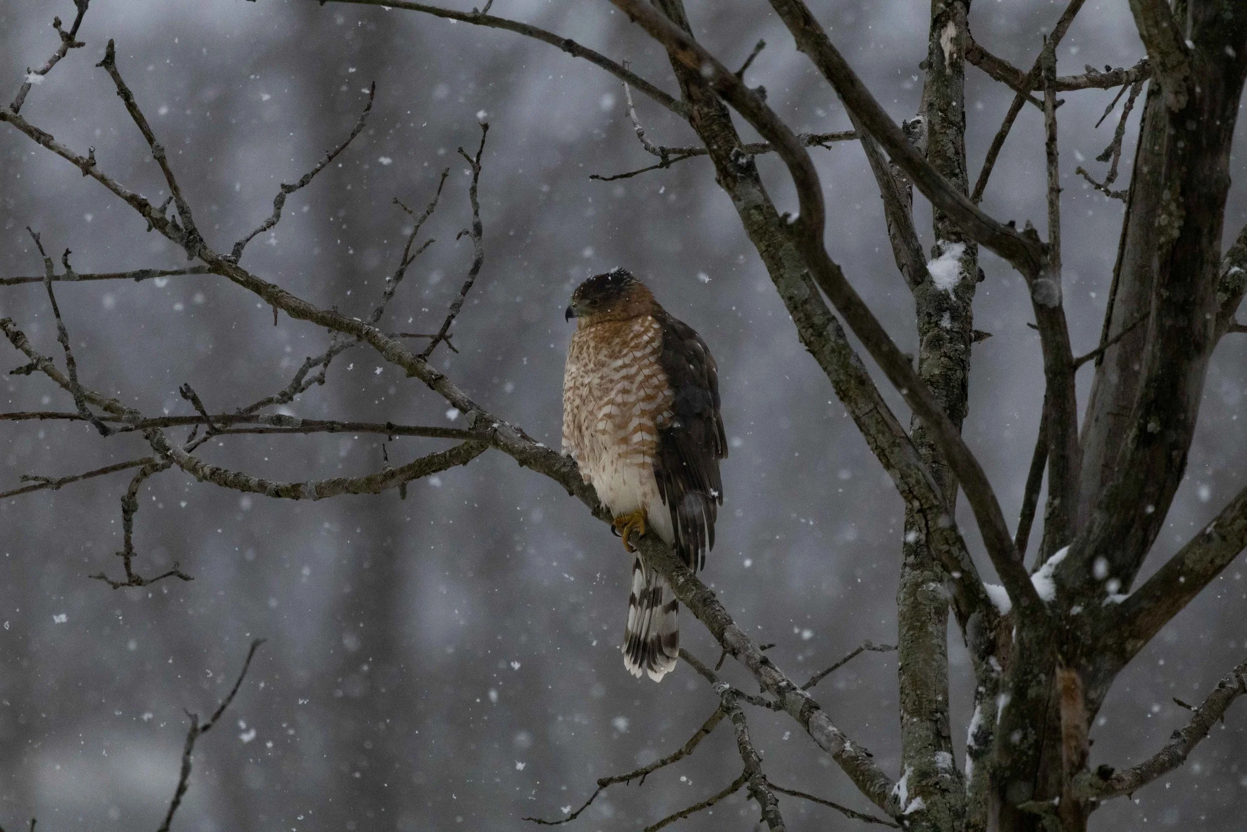 Mentor Lagoons - Coopers Hawk in Snow.jpg