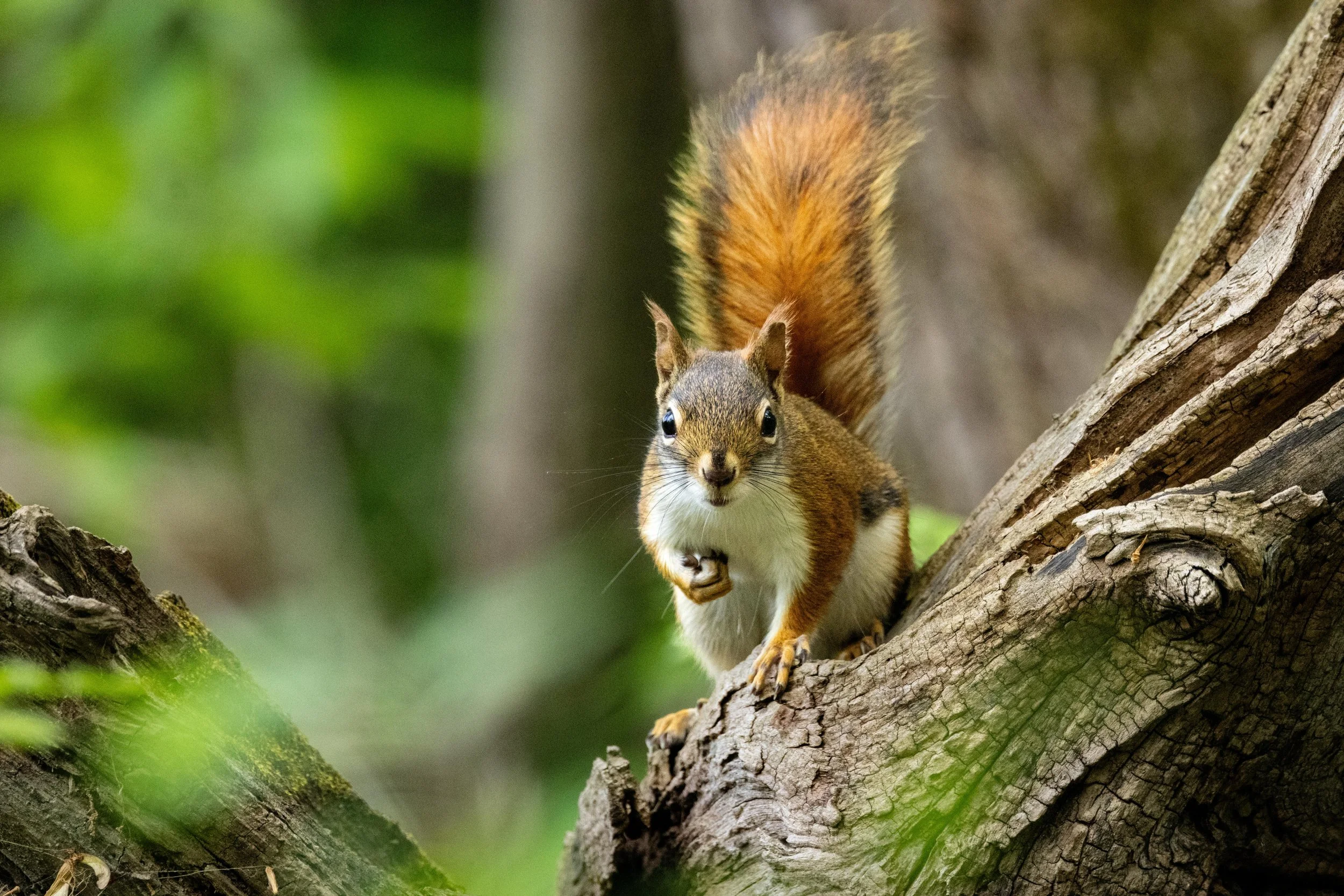 Red Squirrel on Tree Base-1.jpg