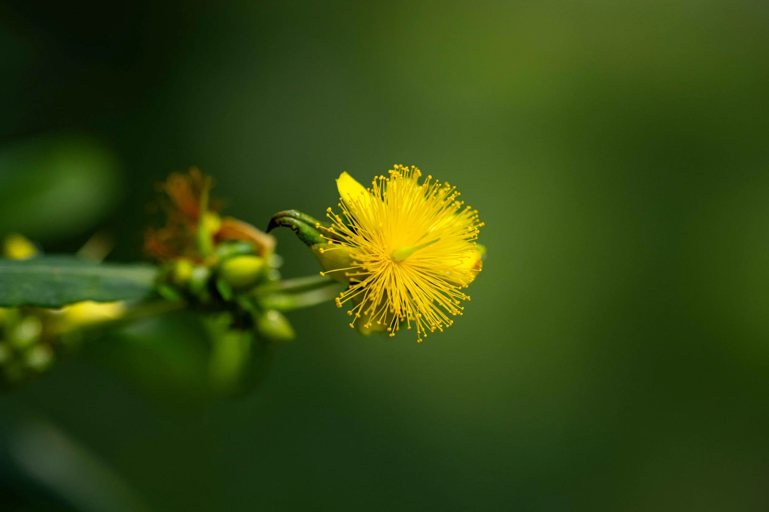 Macro - St John's Wart Color.jpg