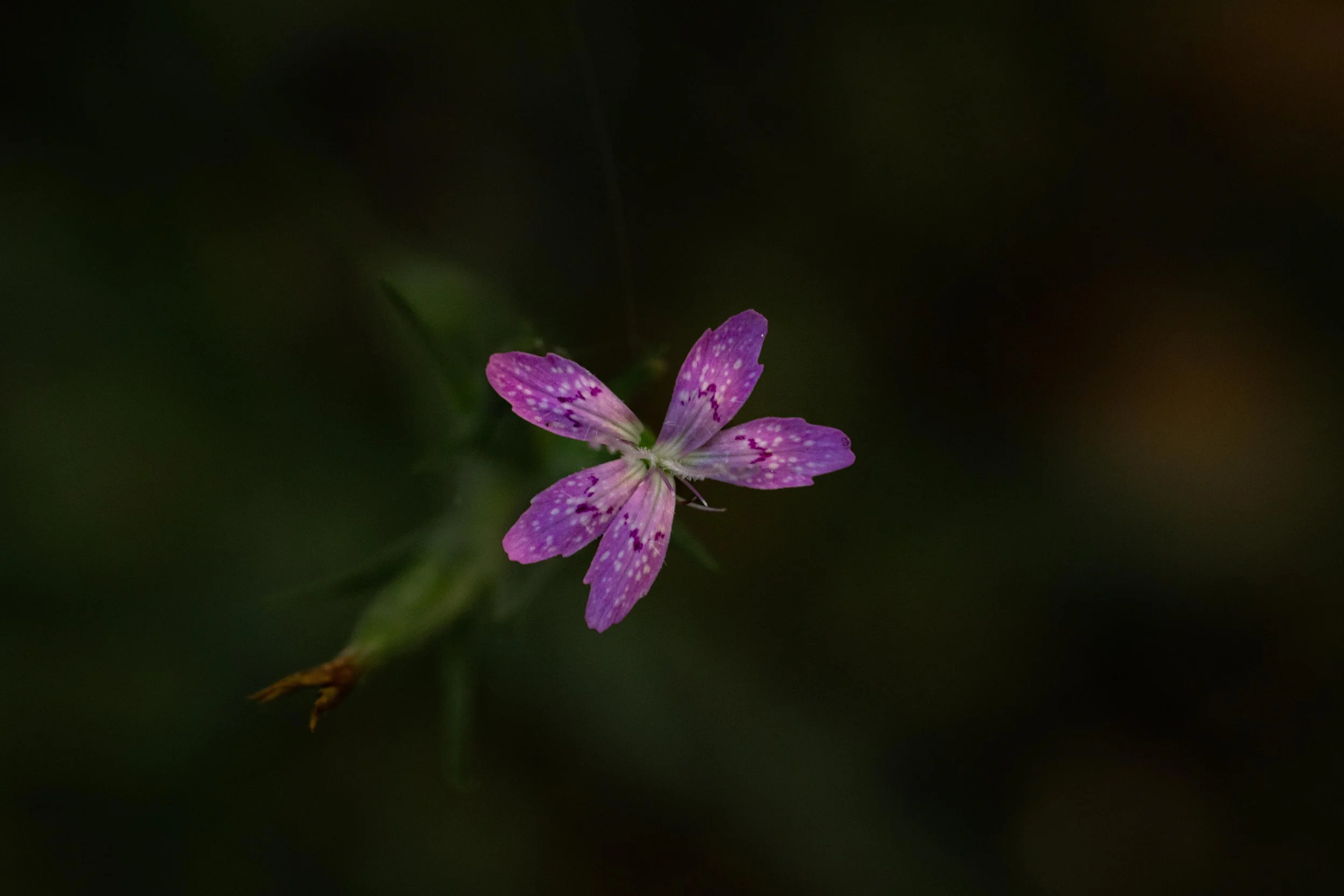 Purple Flower - Moody-1.jpg
