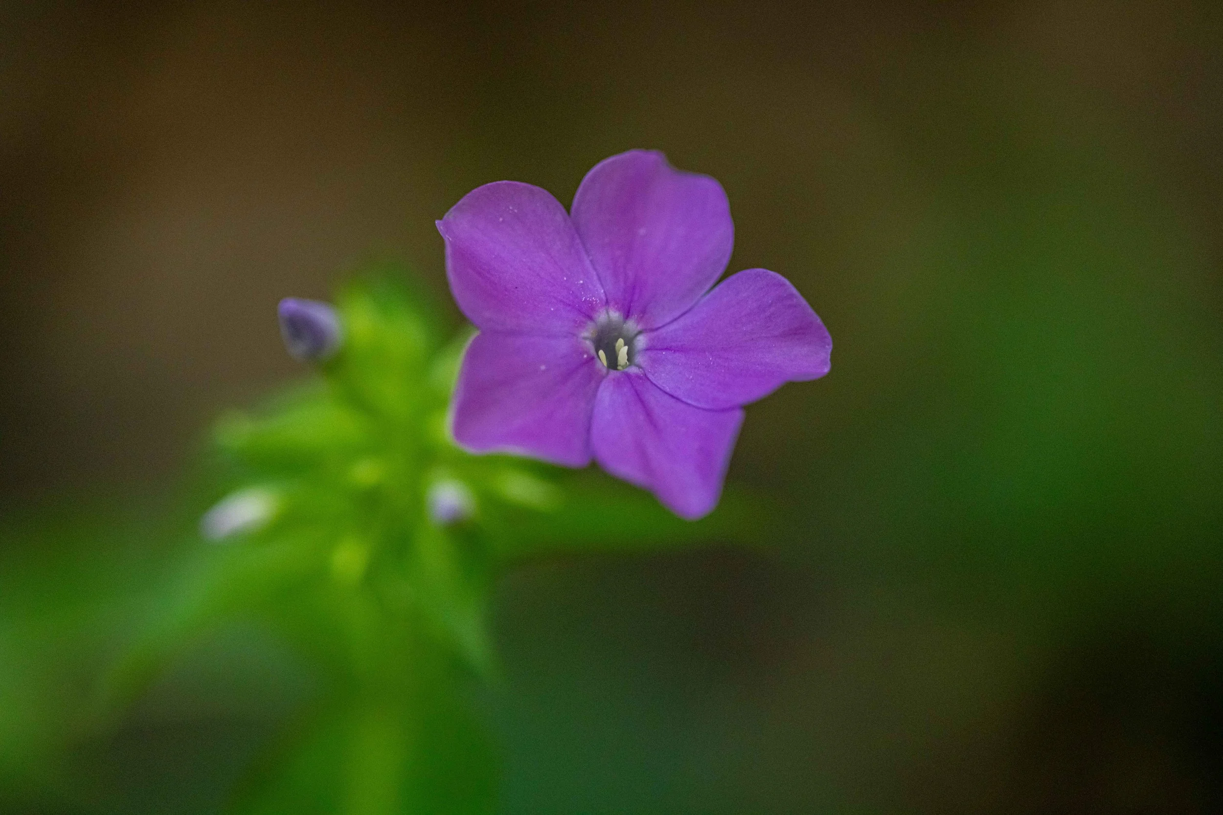 Macro - Purple Smooth Phlox.jpg