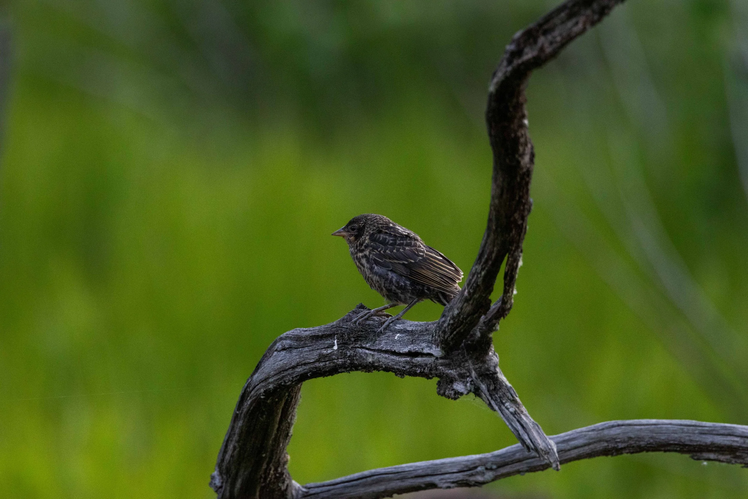 Juvenile Red Winged Blackbird on Branch