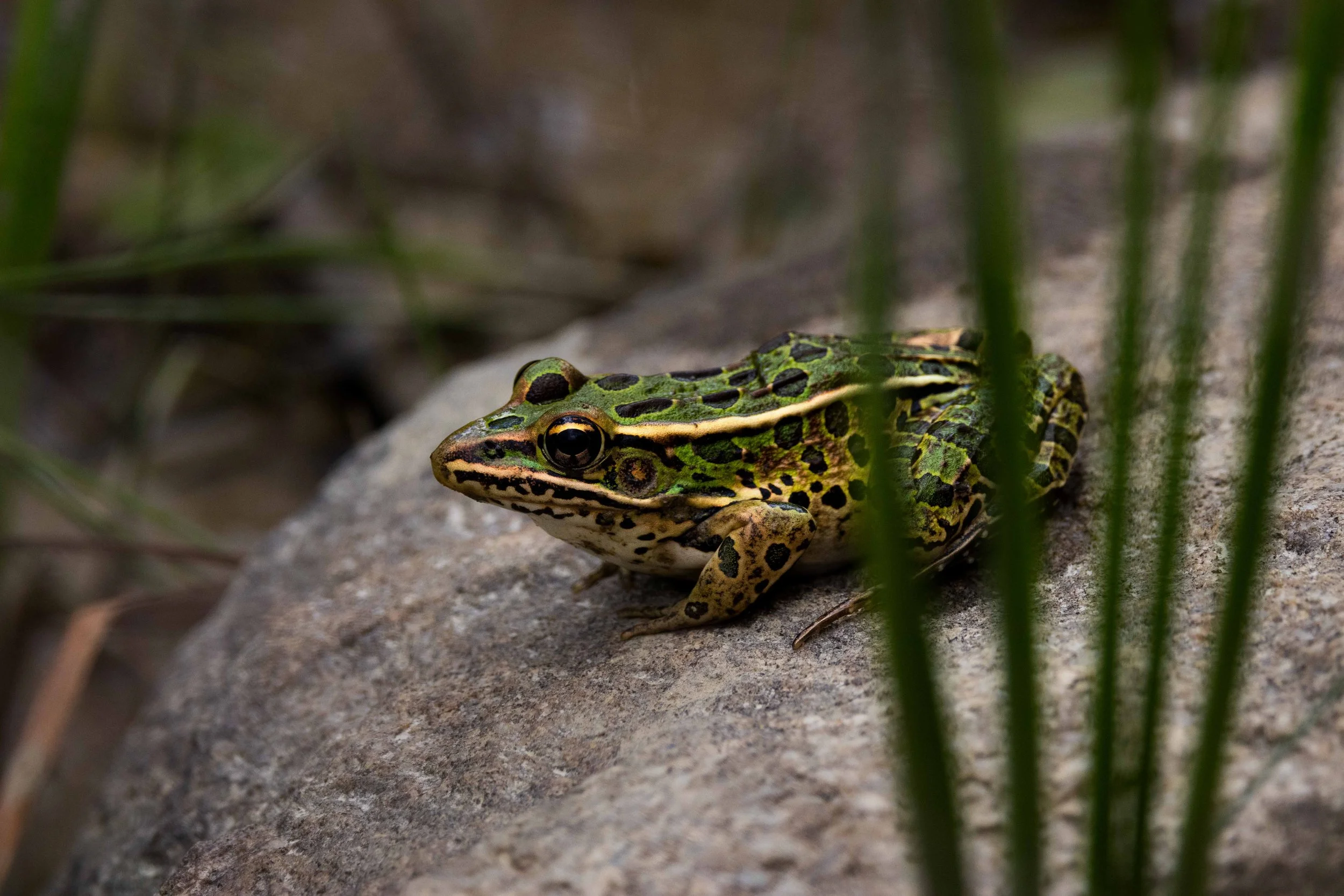Northern Leopard Frog on Rock