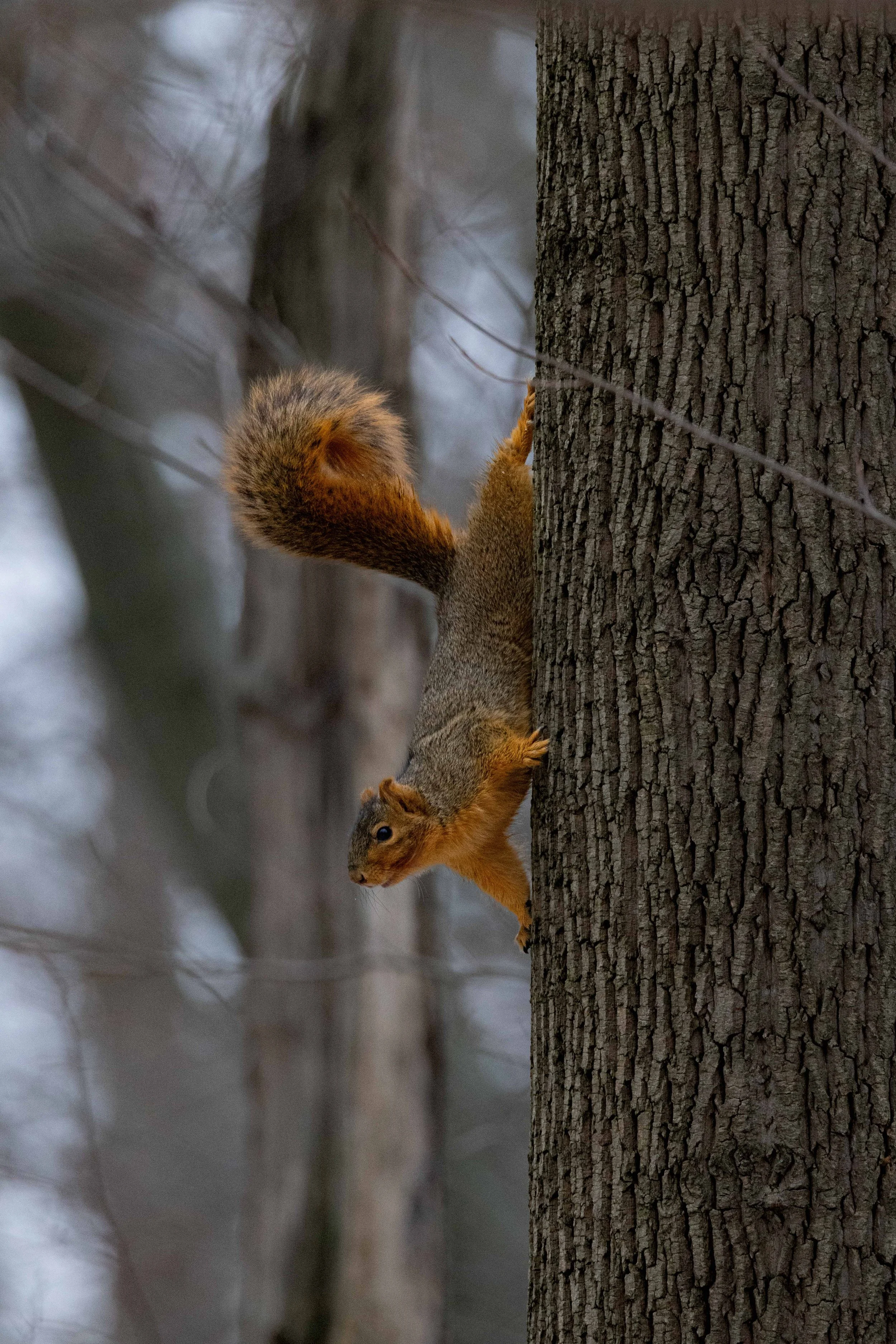 Fox Squirrel Vertical