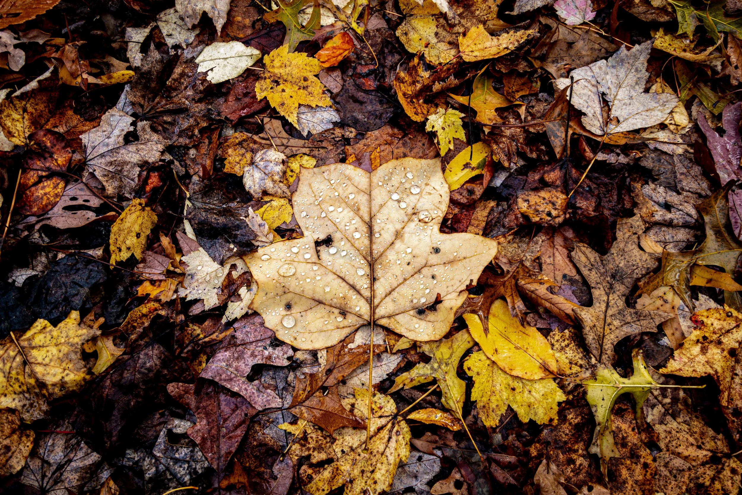 Large Leaf on Path-1.jpg