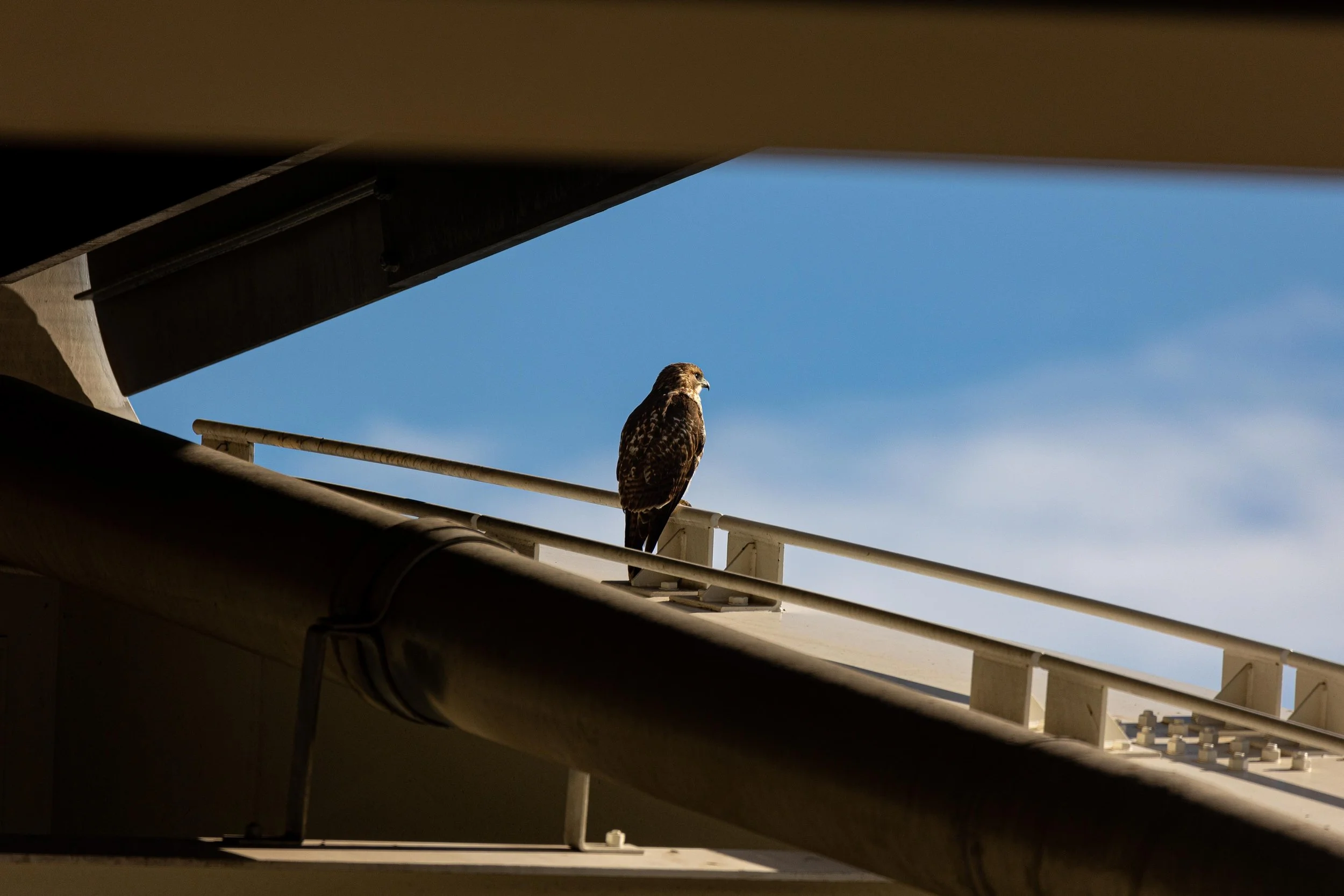 Red Tailed Hawk on Bridge-1.jpg