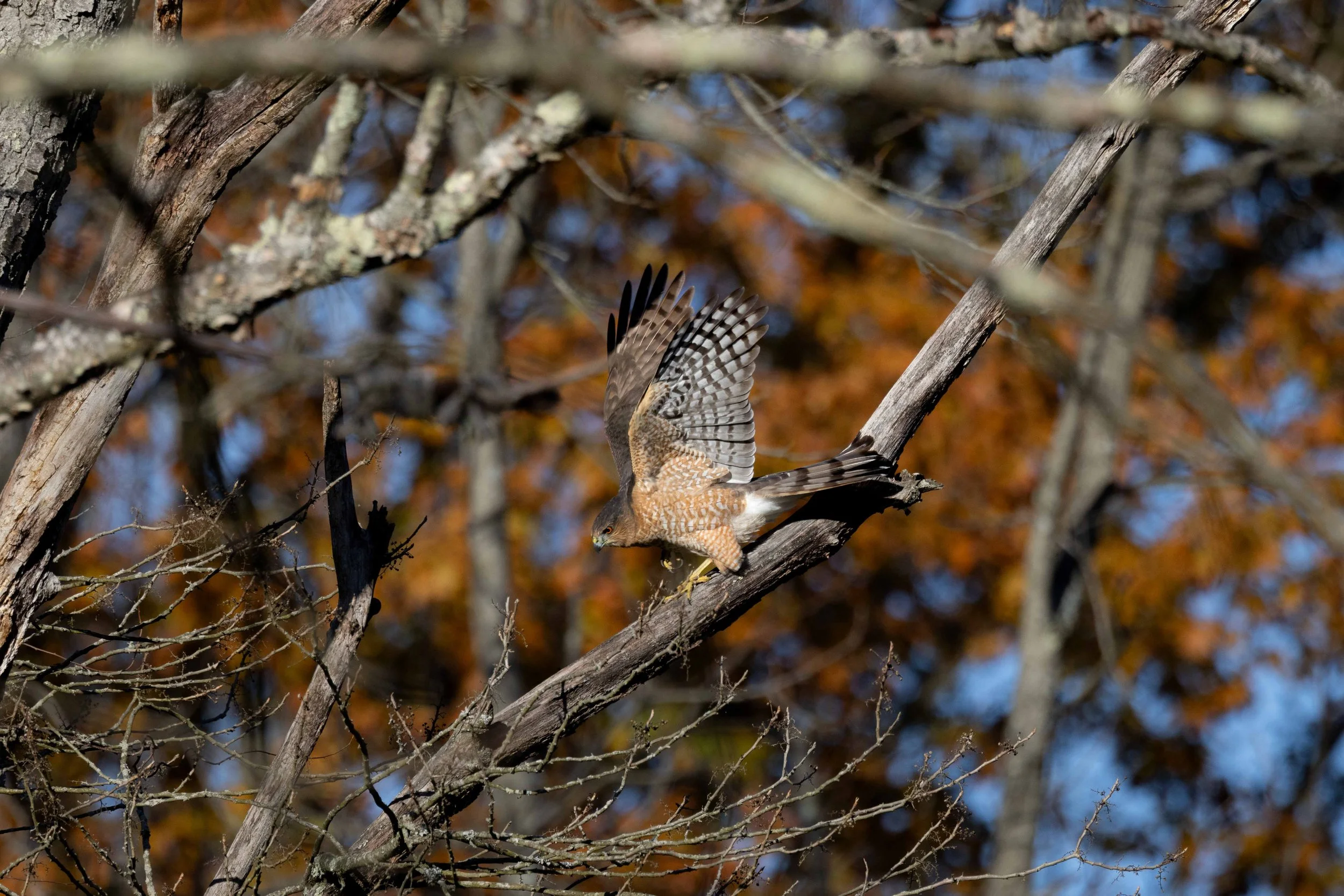 Firestone - Cooper's Hawk Take Off-1.jpg