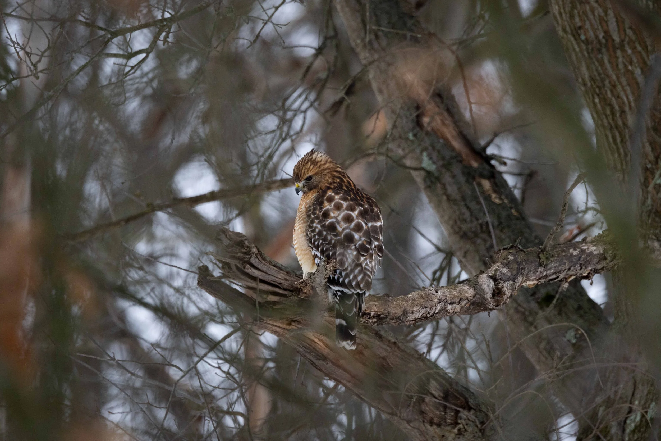 Red Shouldered Hawk in Tree