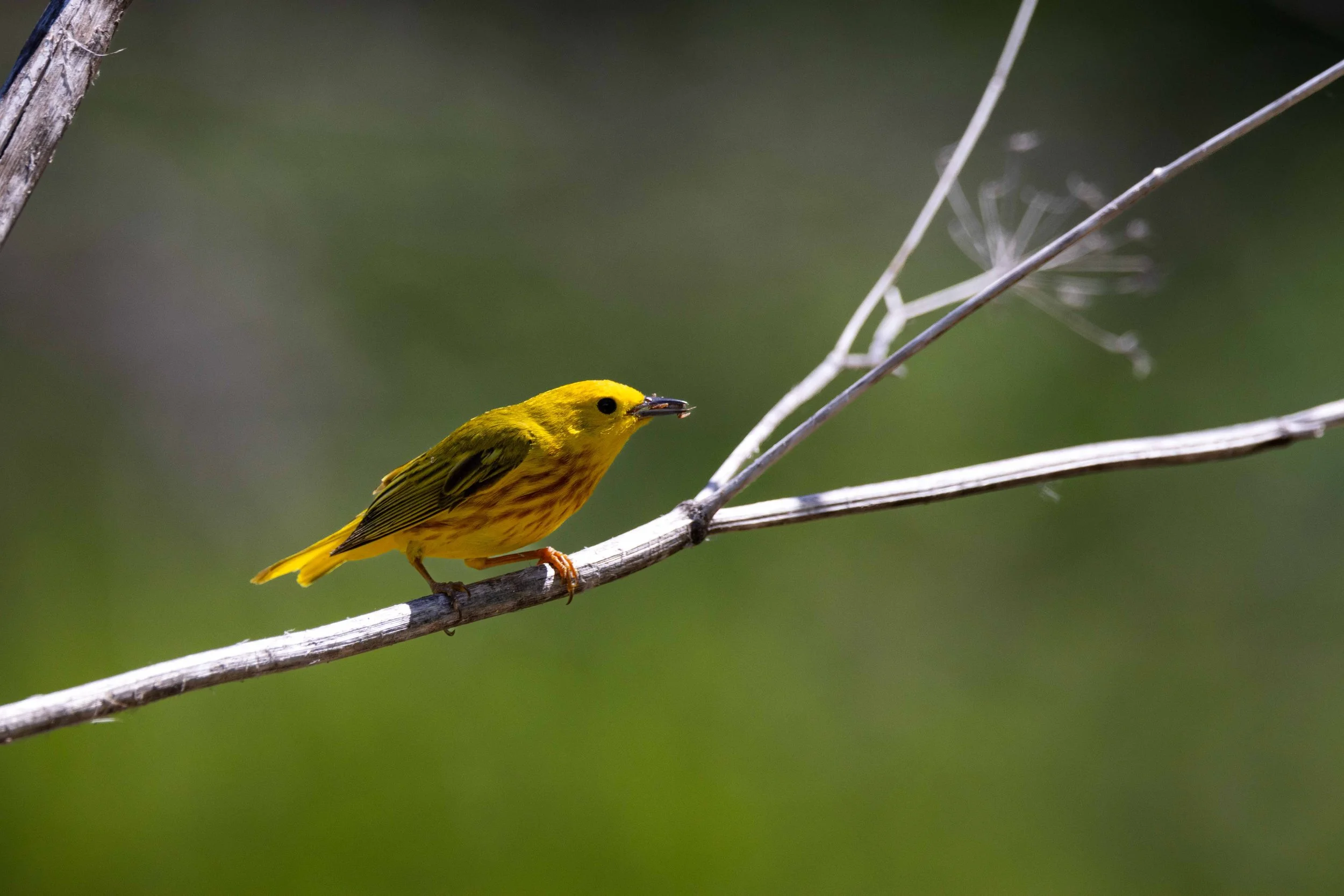 Yellow Warbler with Bug