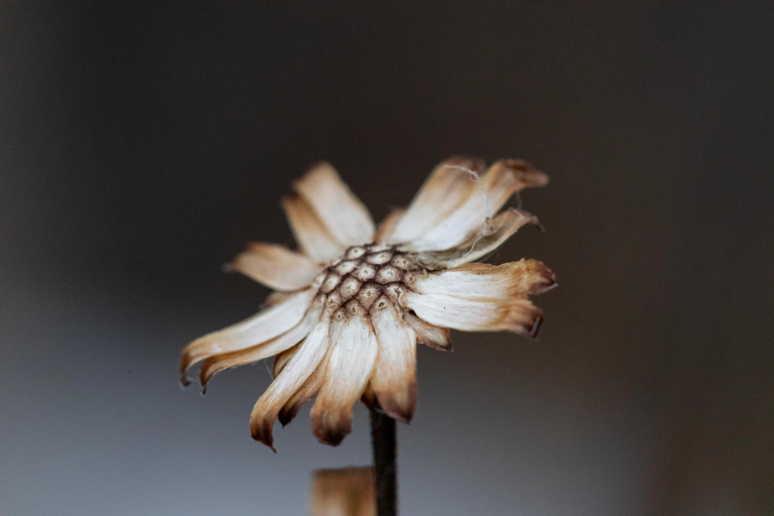 Dead Wildflower-2.jpg