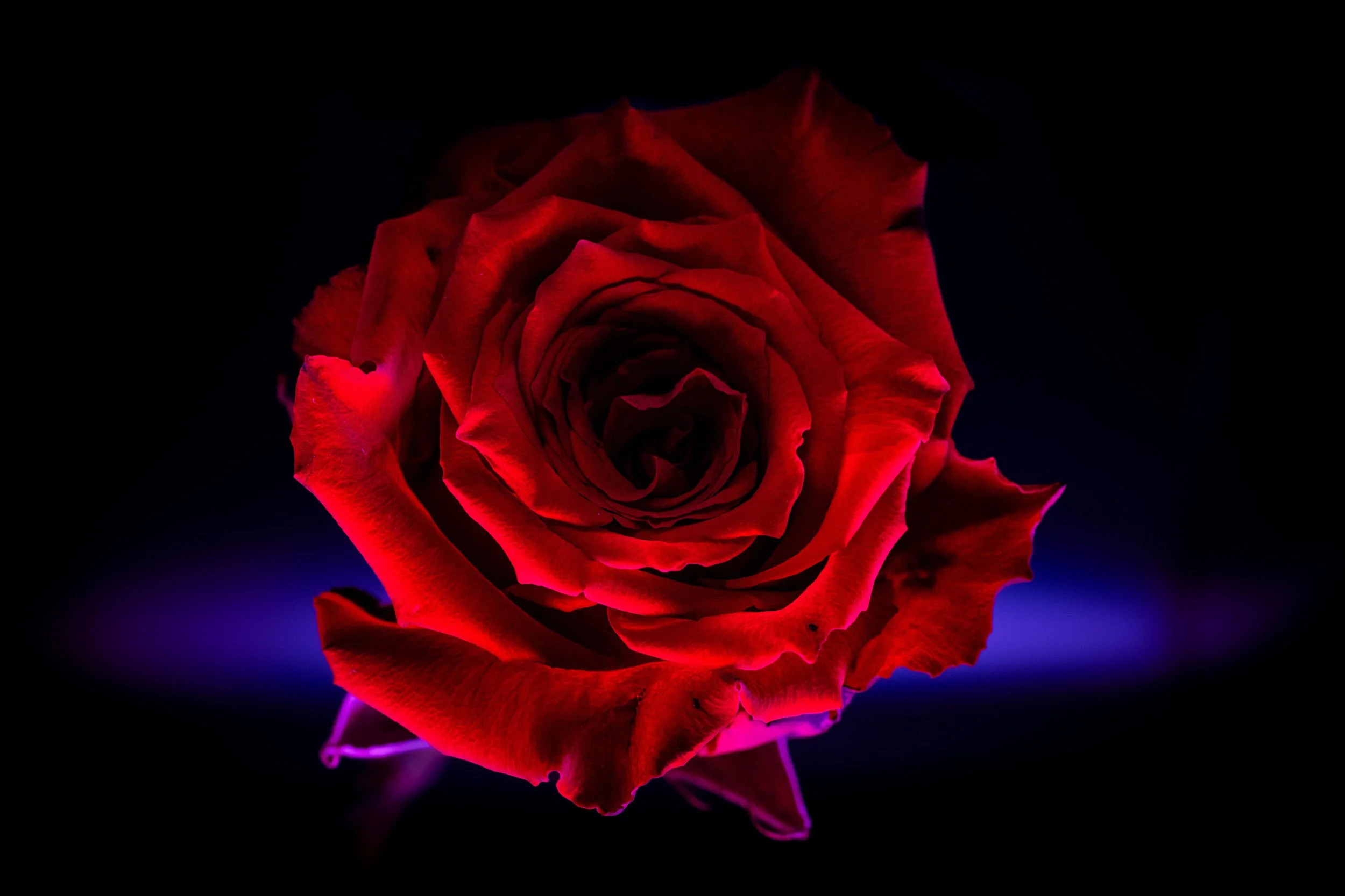 Rose in Blue Light