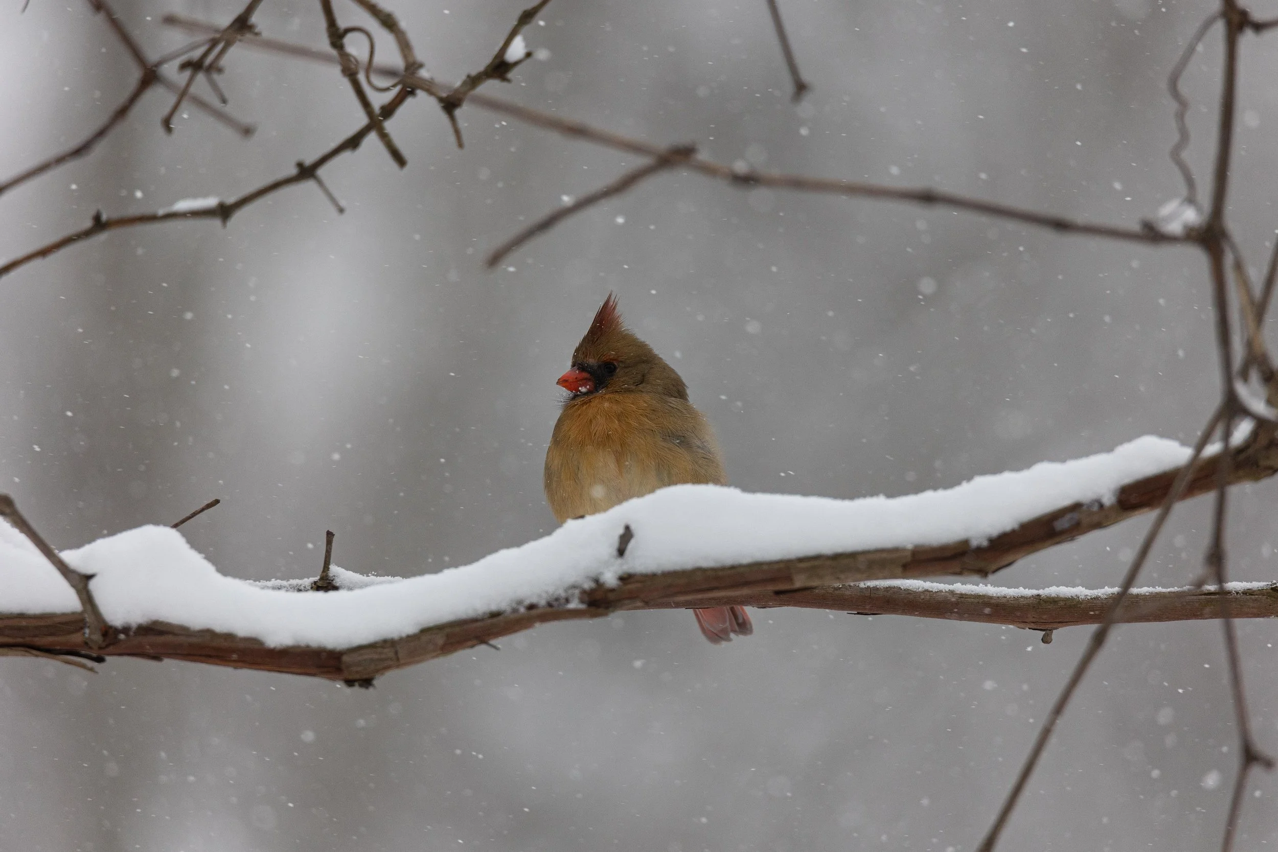 Female Cardinal in Snow-2.jpg