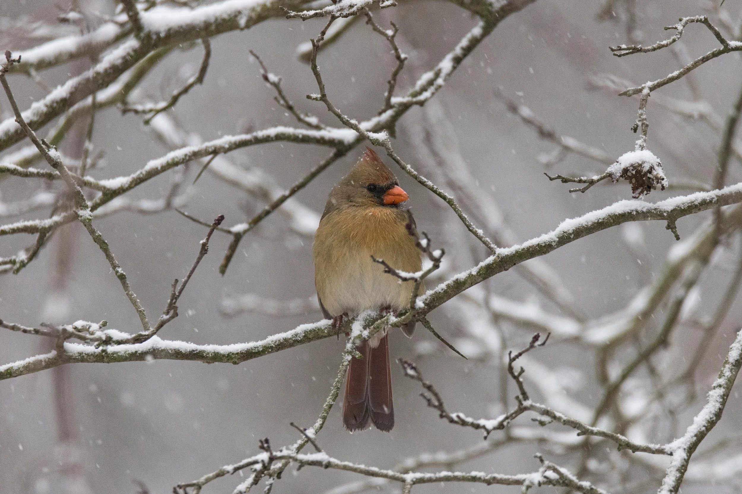 Female Cardinal in Snow-1.jpg