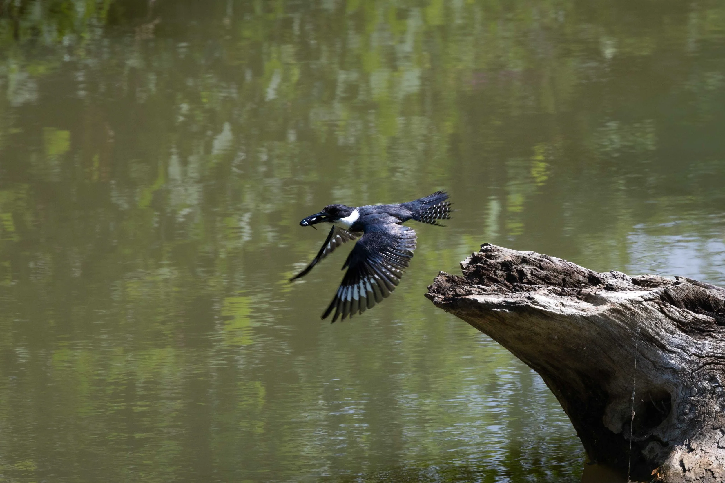 Kingfisher in Flight with Fish