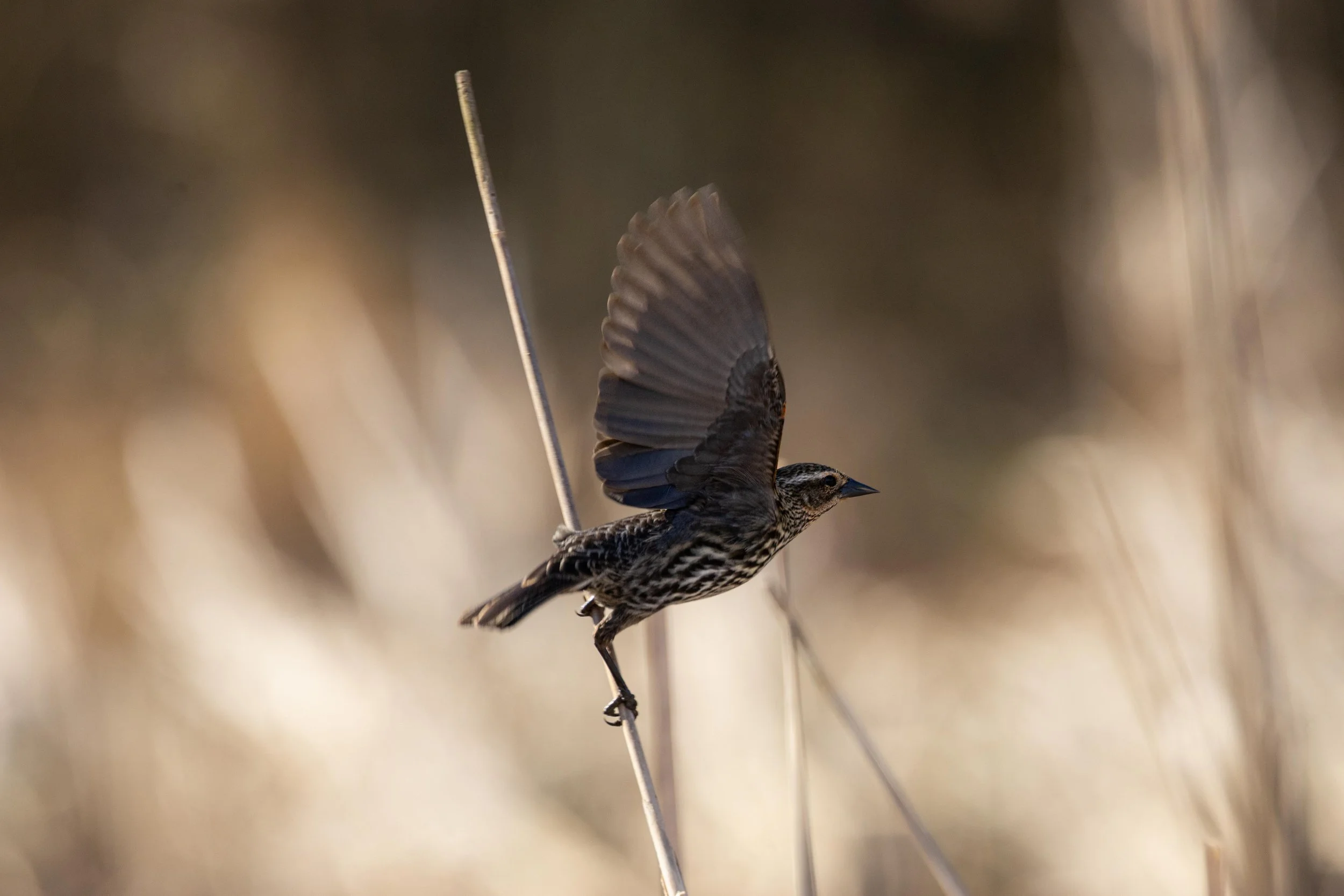 Female Red Winged Blackbird on Brush-1.jpg