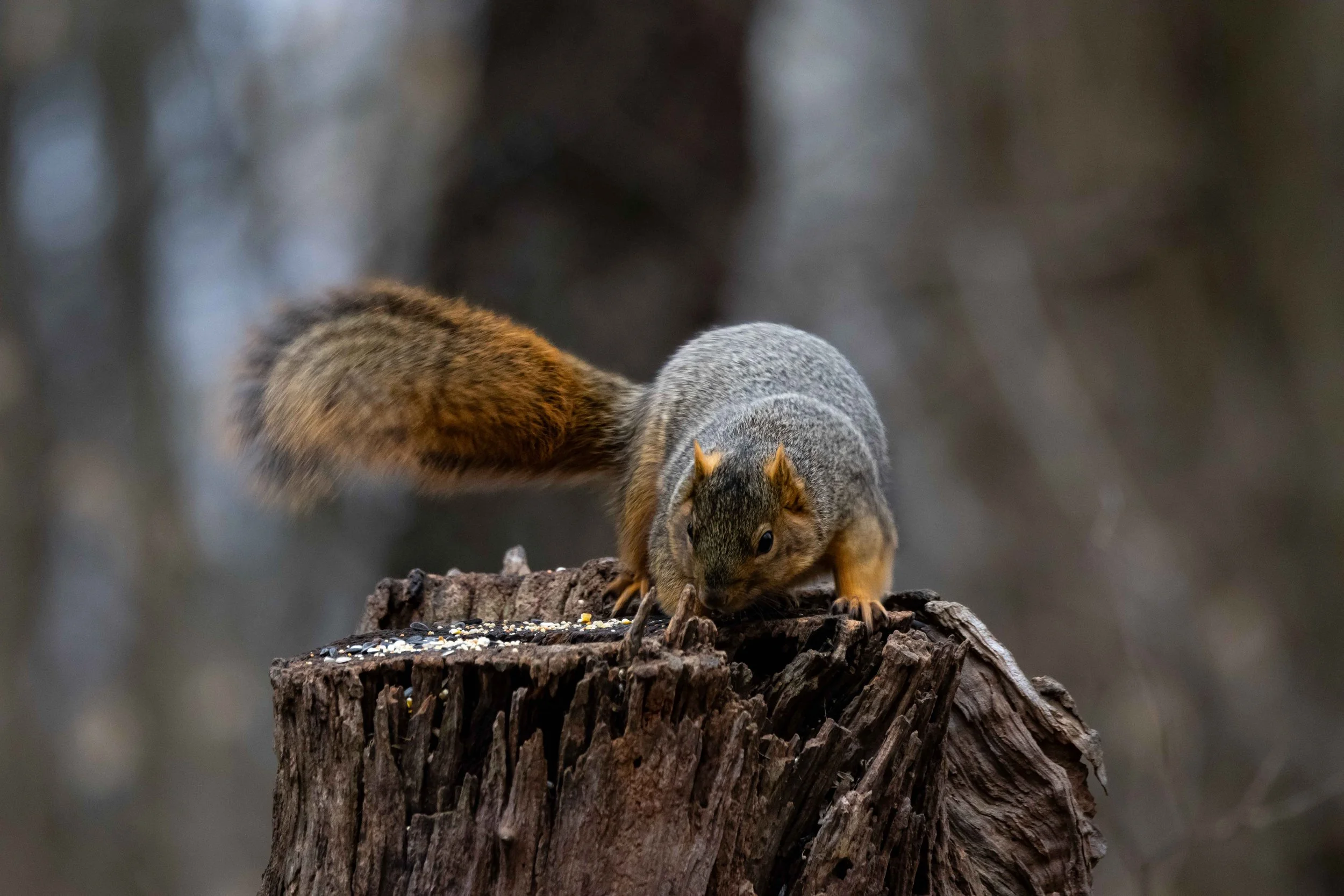 Chagrin River Park - Squirrel on Stump - Attack Pose.jpg