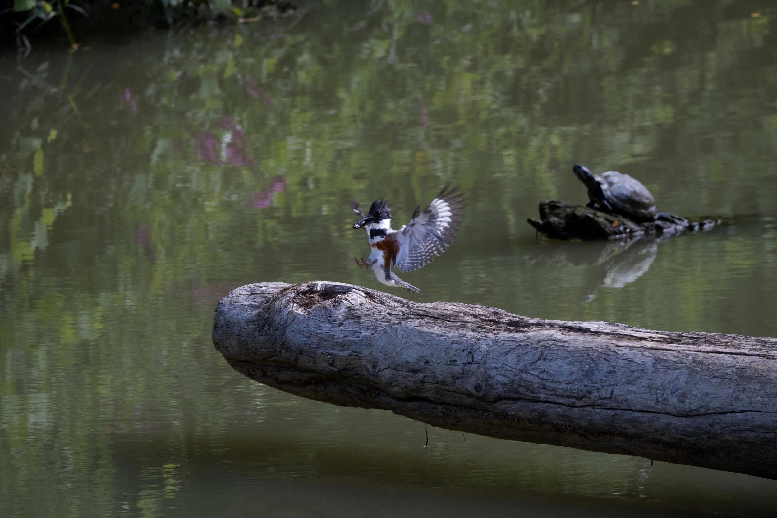 Kingfisher Landing