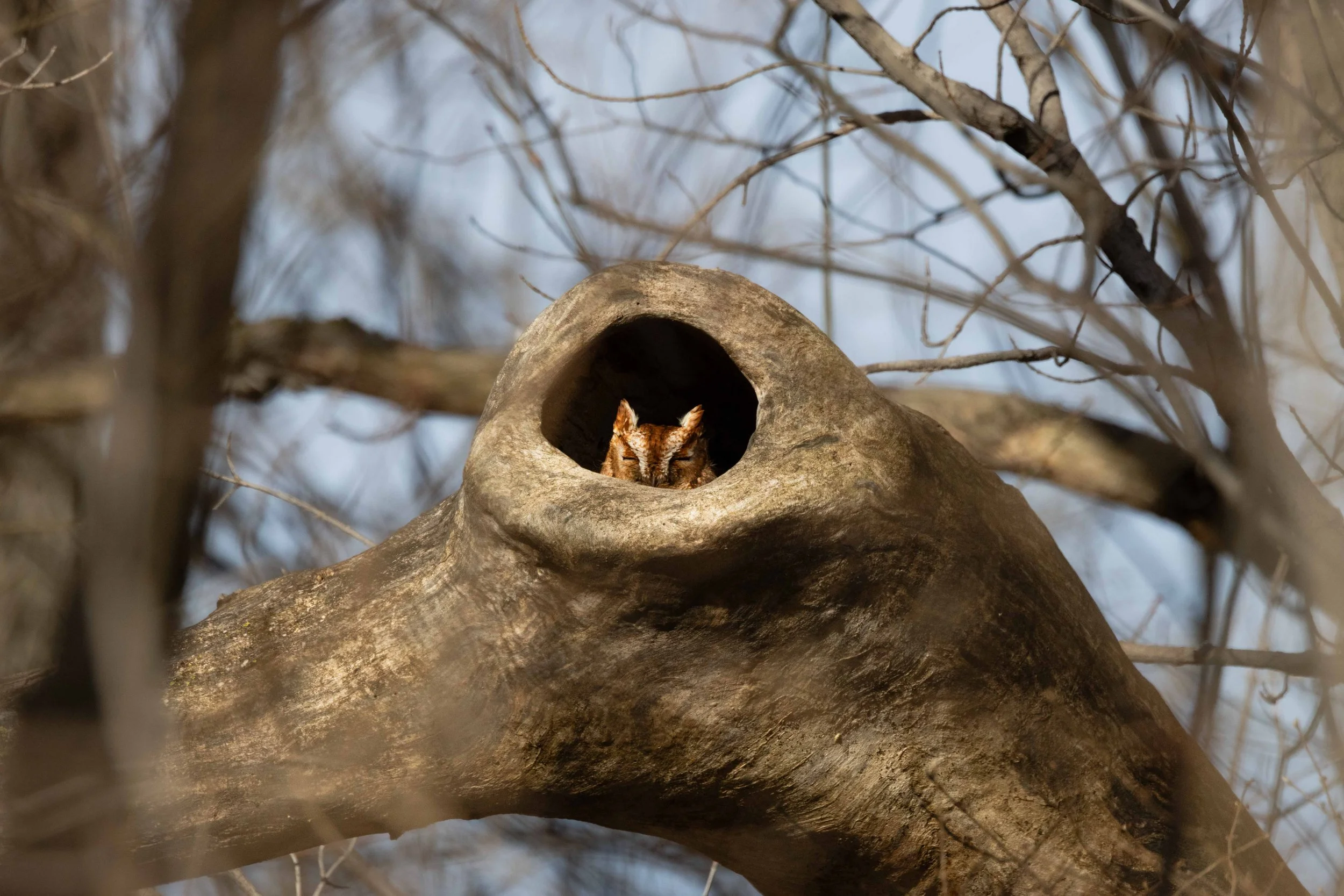 Screech Owl (Red Morph) Peek-a-boo