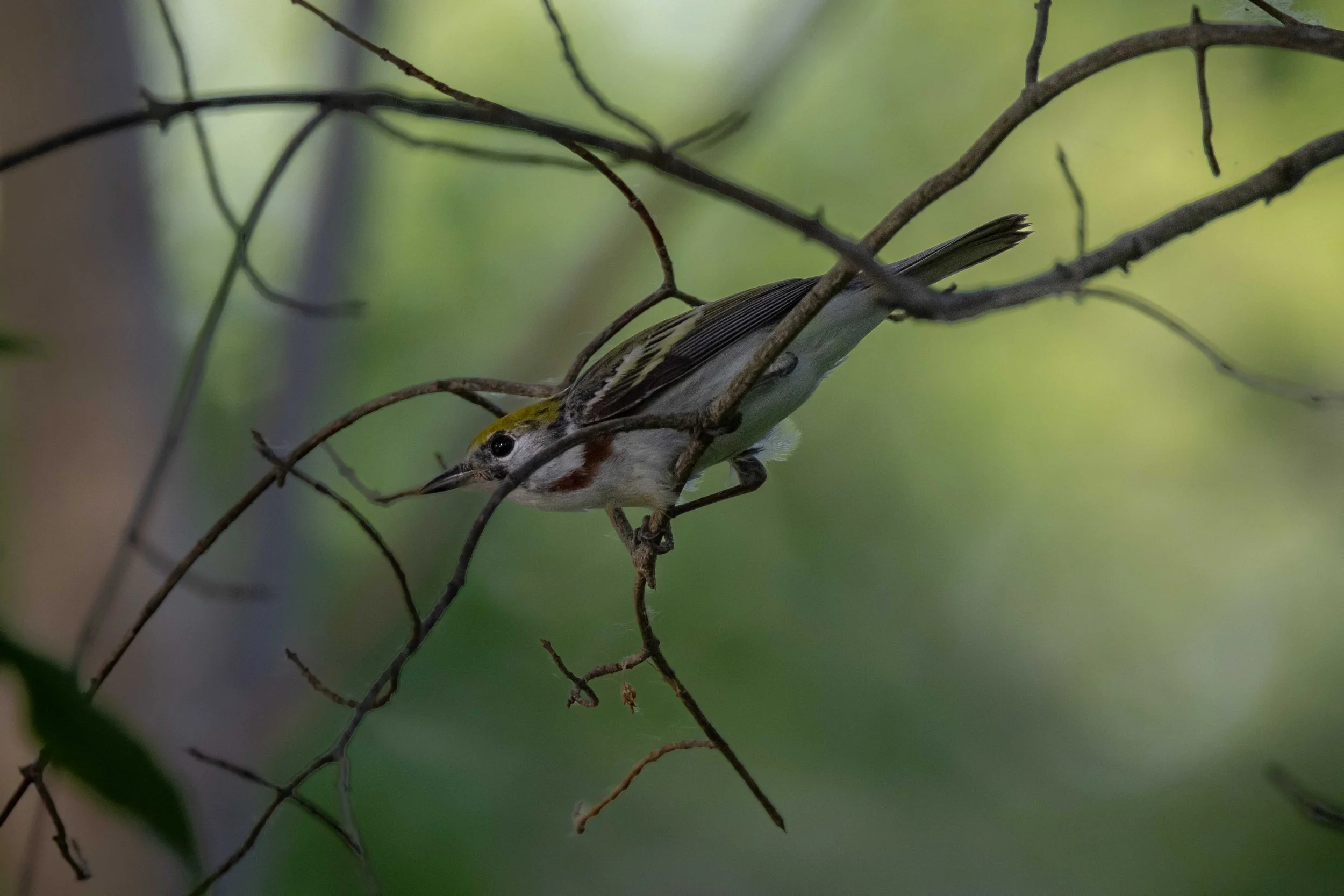 Chestnut Sided Warbler Closeup