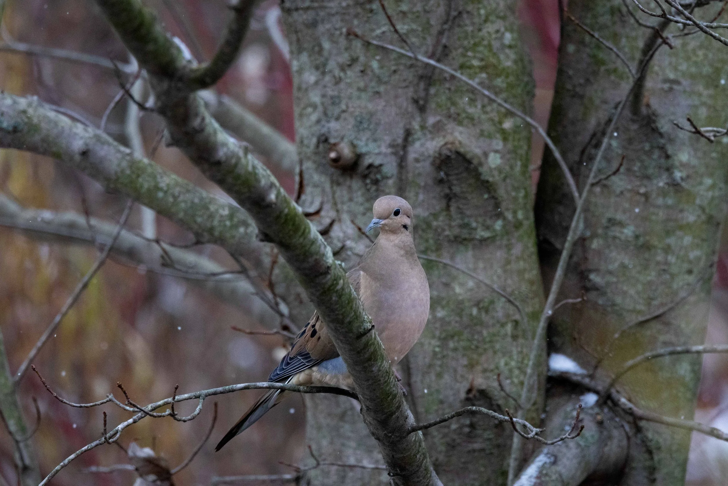 Mourning Dove in Tree