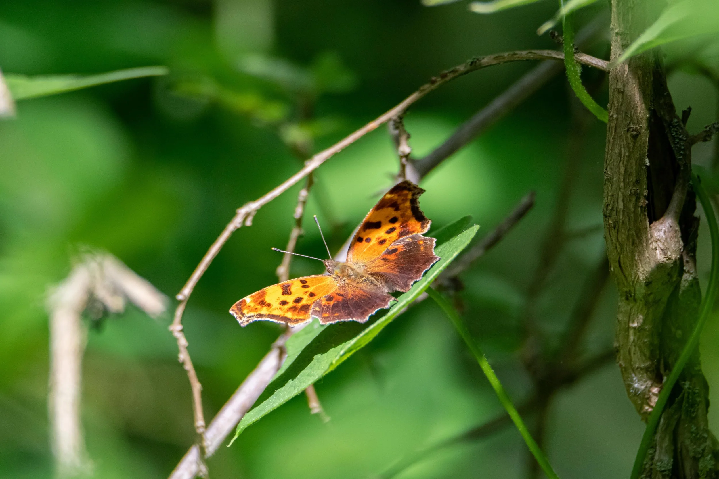 Question Mark Butterfly-1.jpg