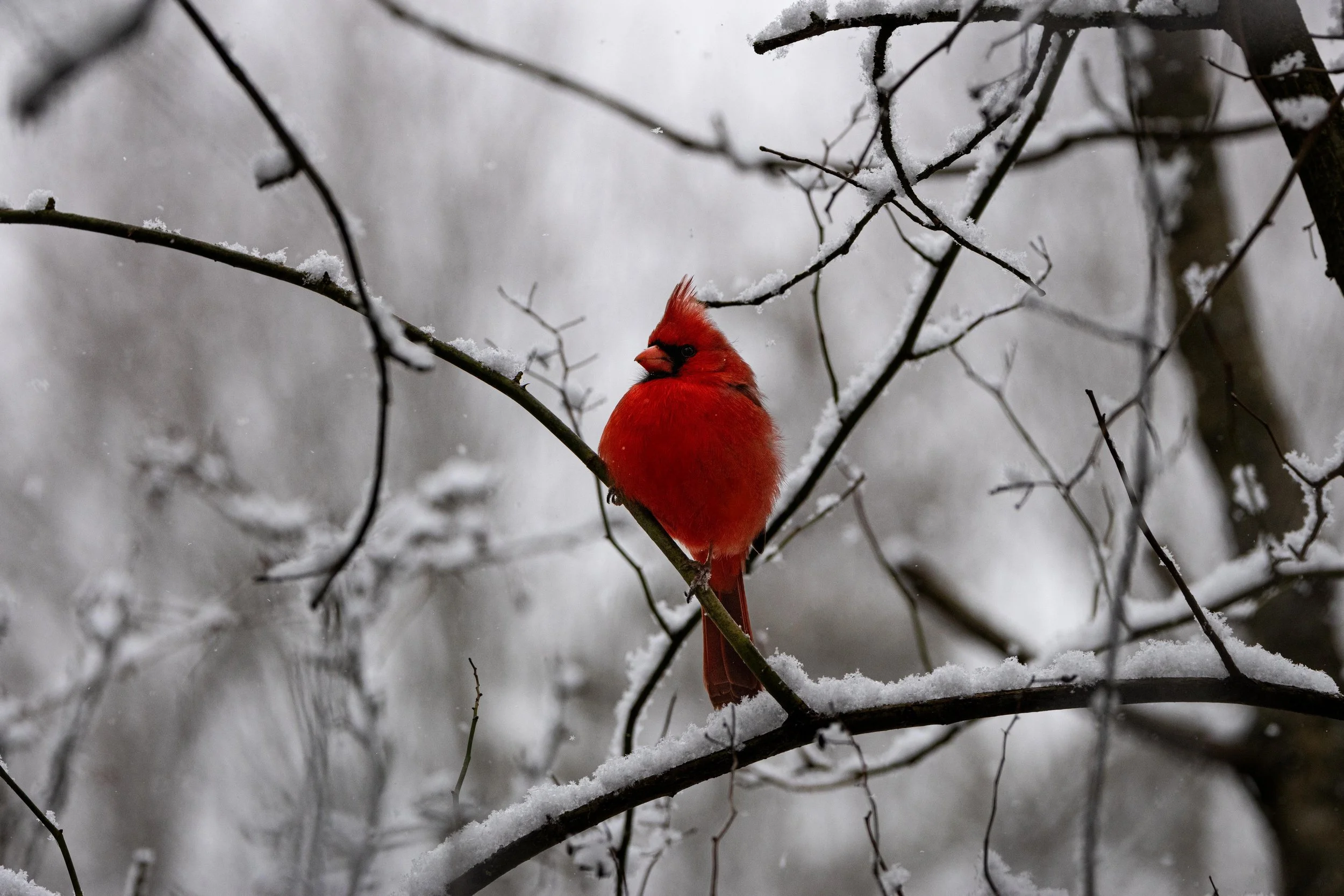 Cardinal in Snow White Scene-1.jpg