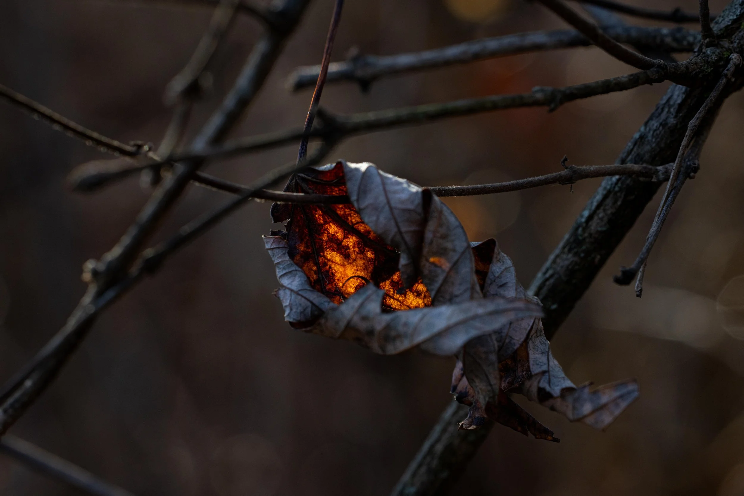 Glowing Leaf-1.jpg