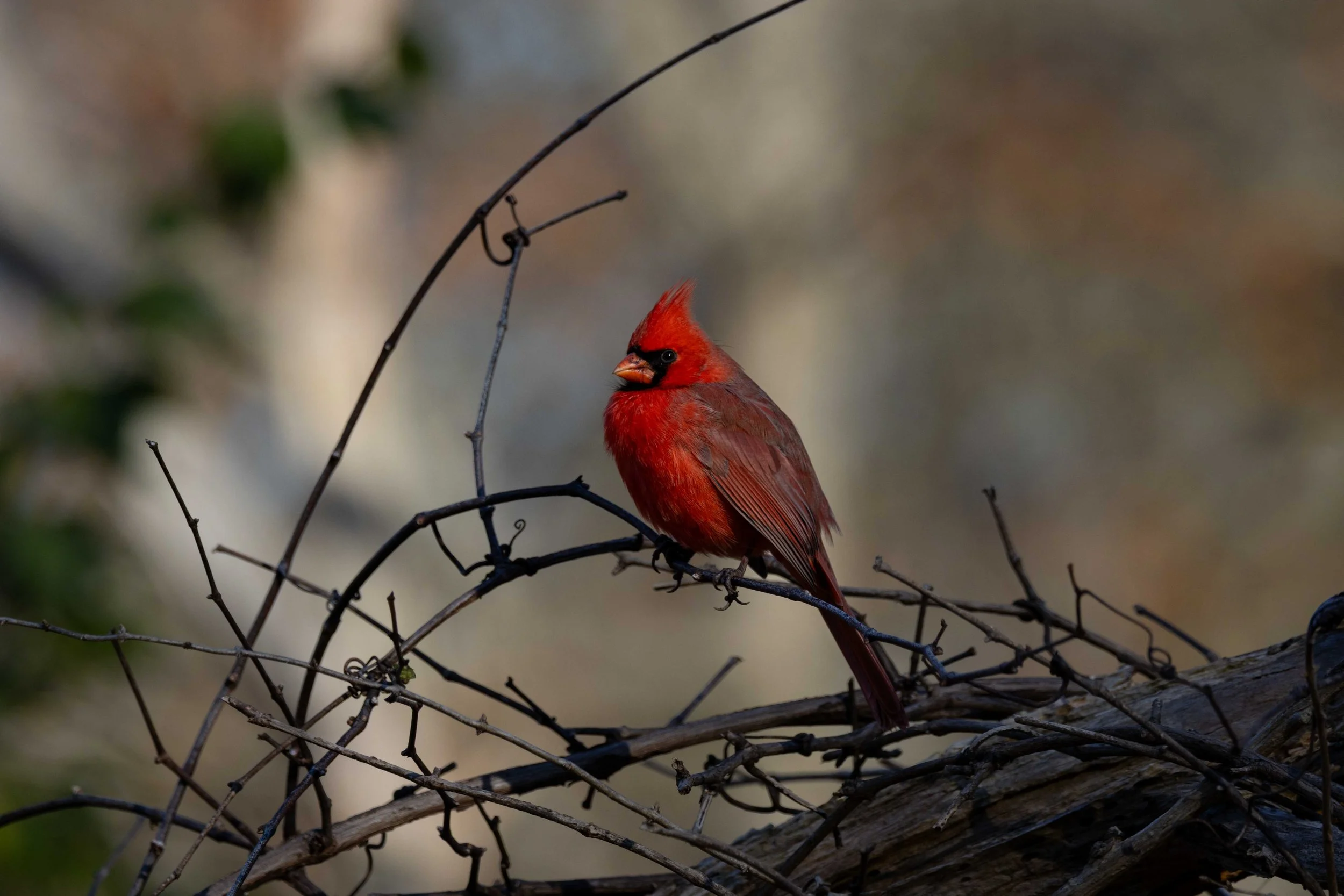 Firestone - Cadinal on Twig-2.jpg