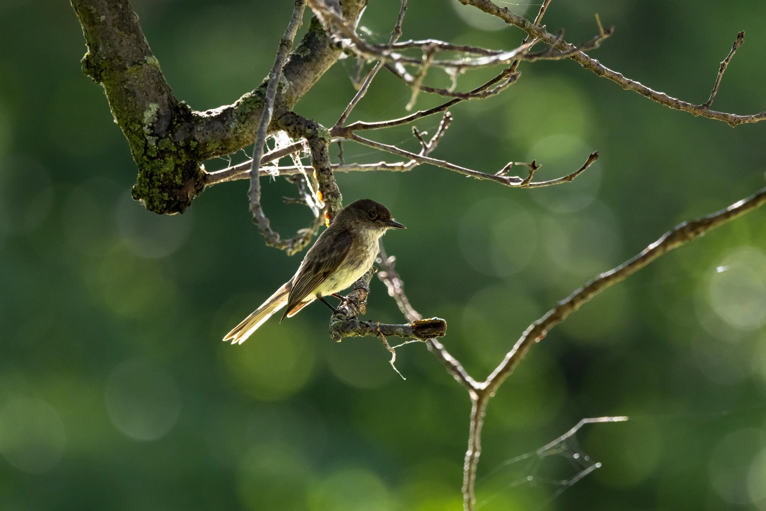 Eastern Phoebe in Branches-1.jpg