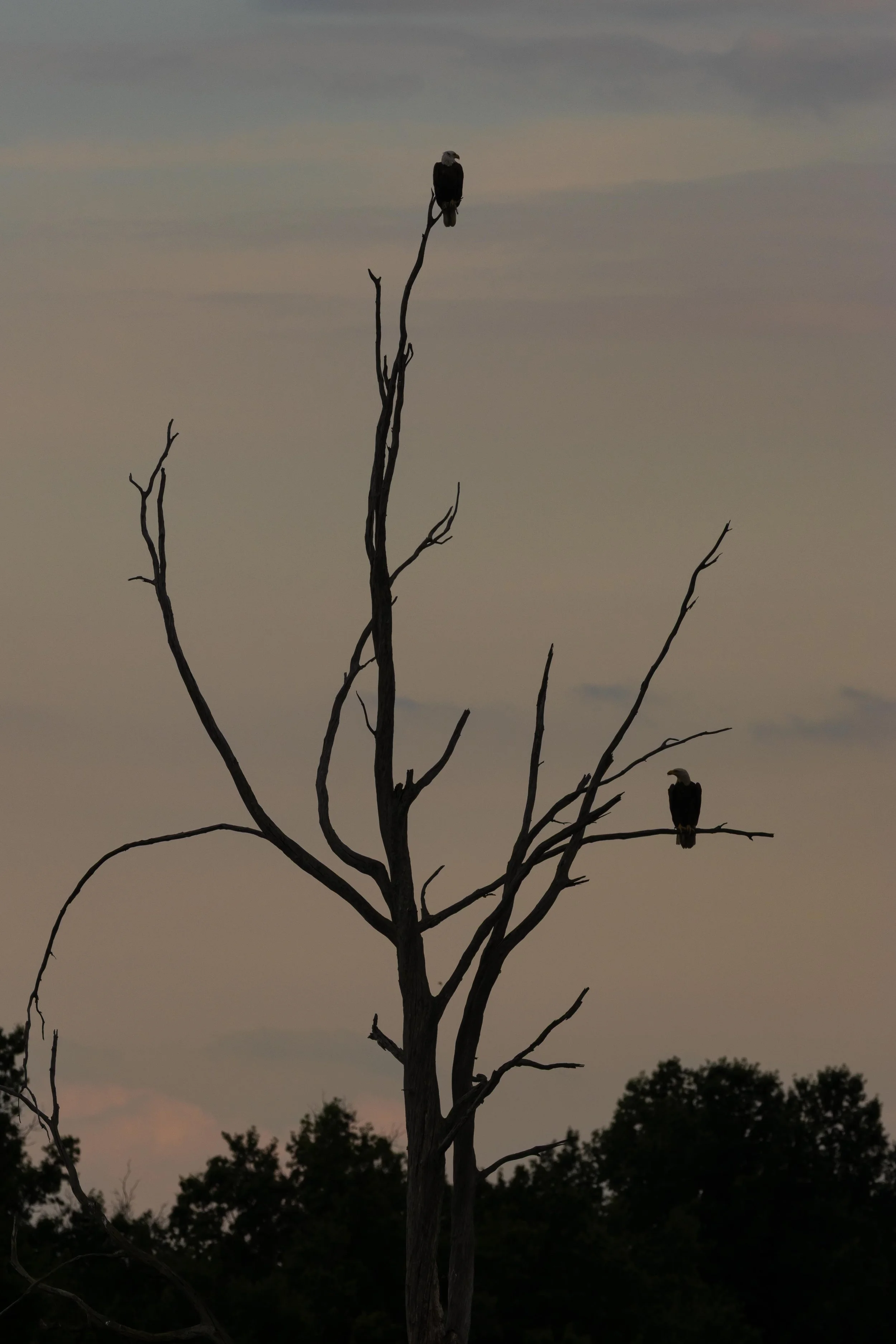 Sandy Ridge - Eagle Pair in Tree-1.jpg