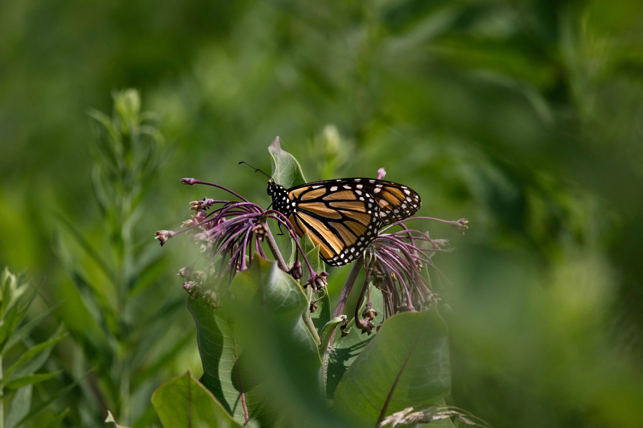 Sandy Ridge - Monarch on Flower-2.jpg