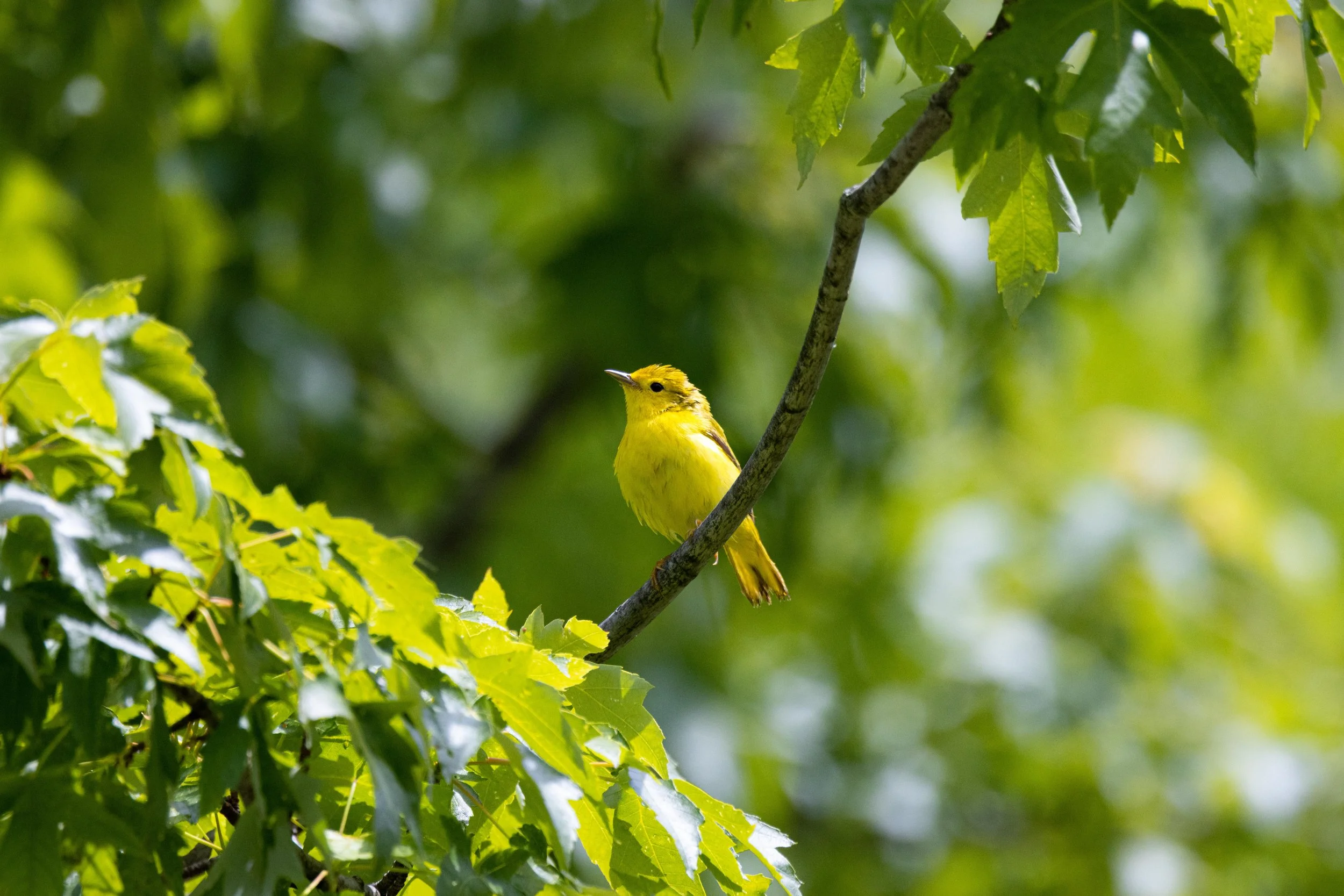 Yellow Warbler on Branch-2.jpg