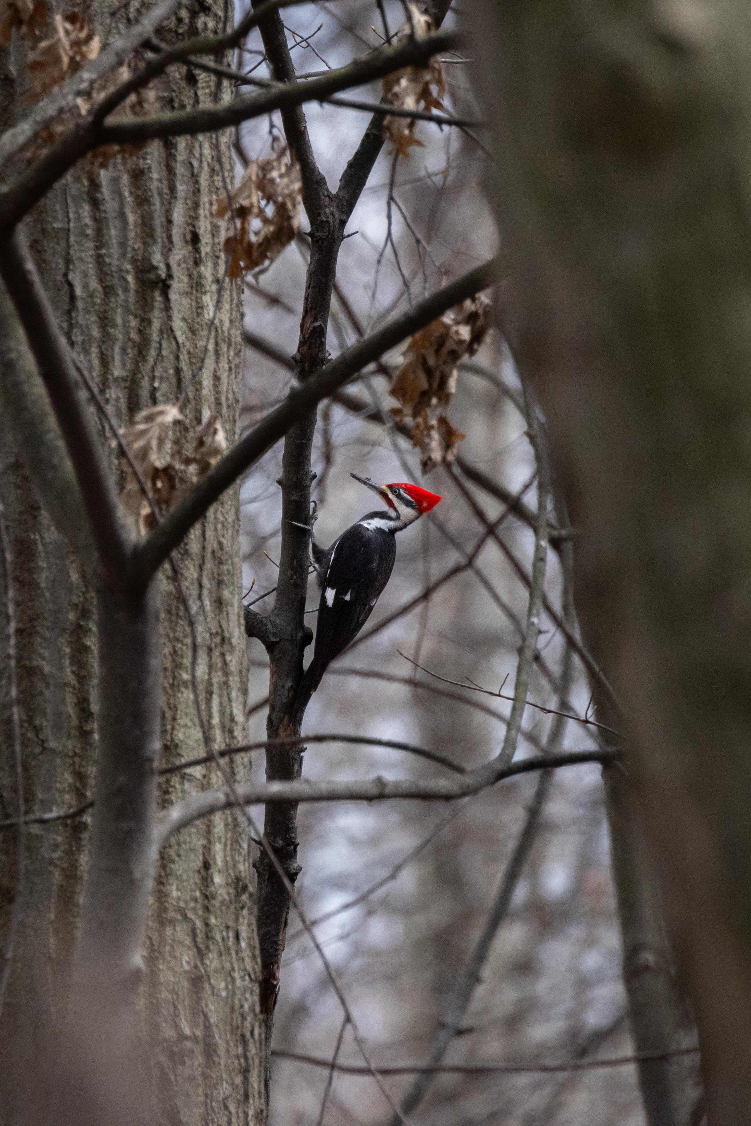 Pileated Woodpecker Vertical