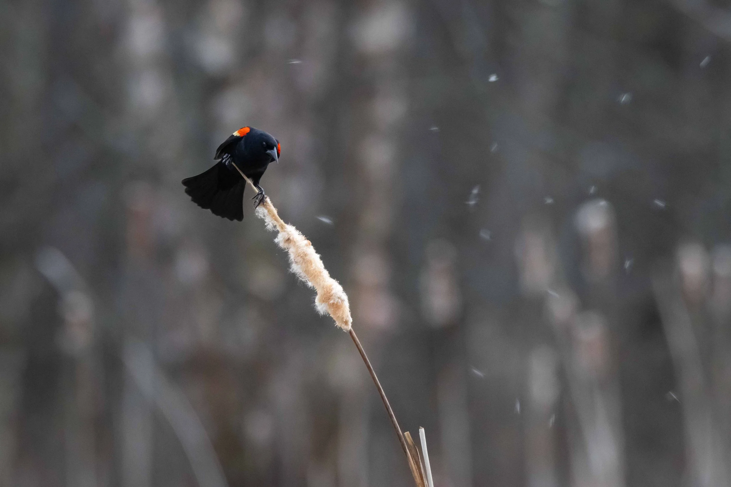 Red Winged Blackbird on Cattail in Wind
