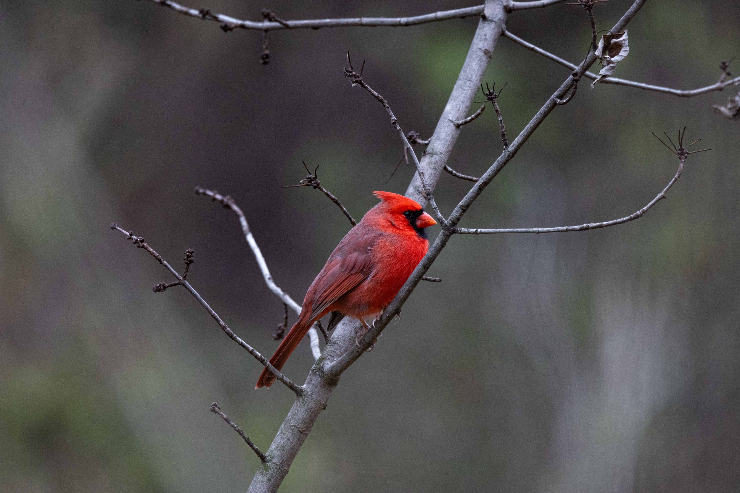 Cardinal on Diagonal Branch