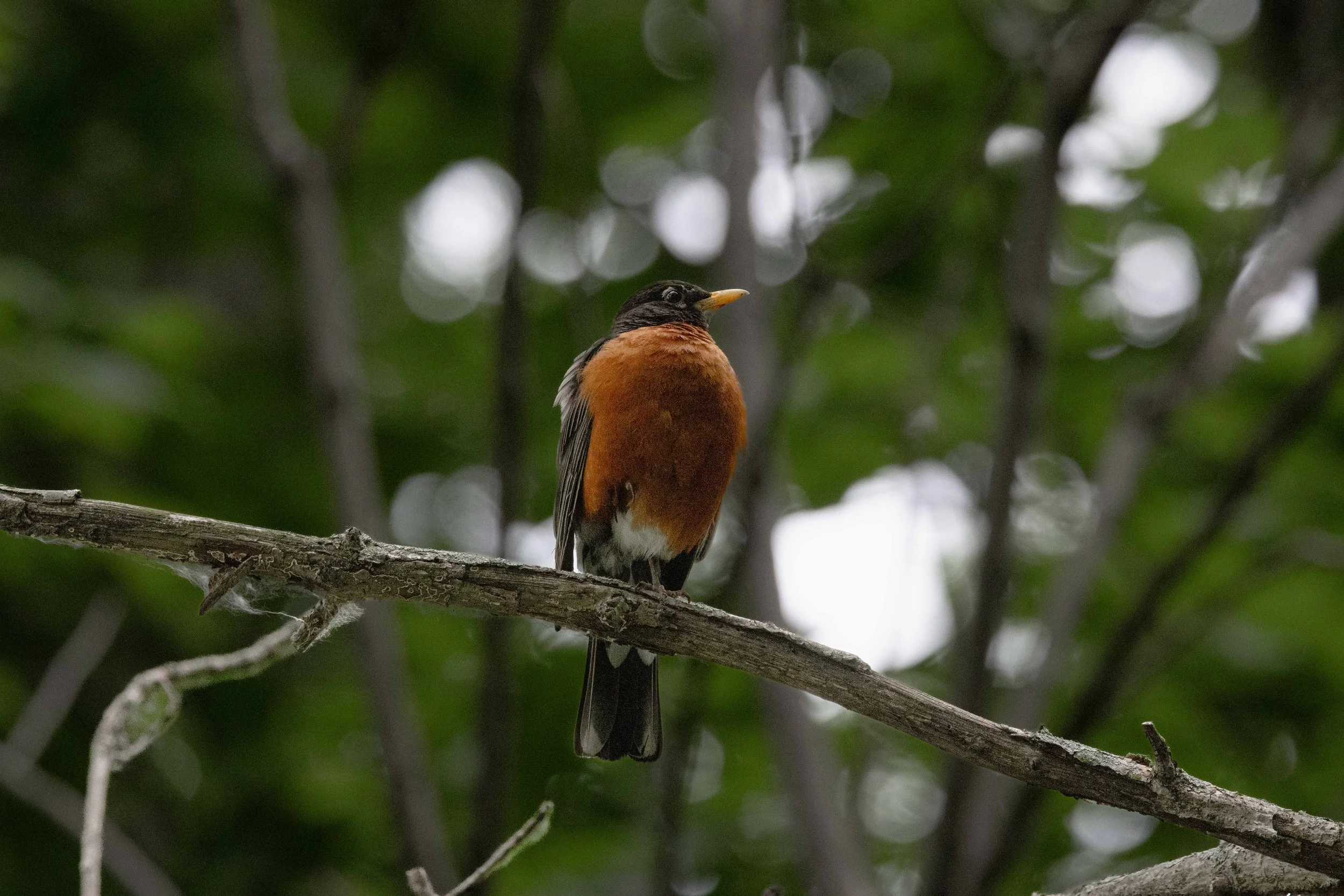 Robin on Branch