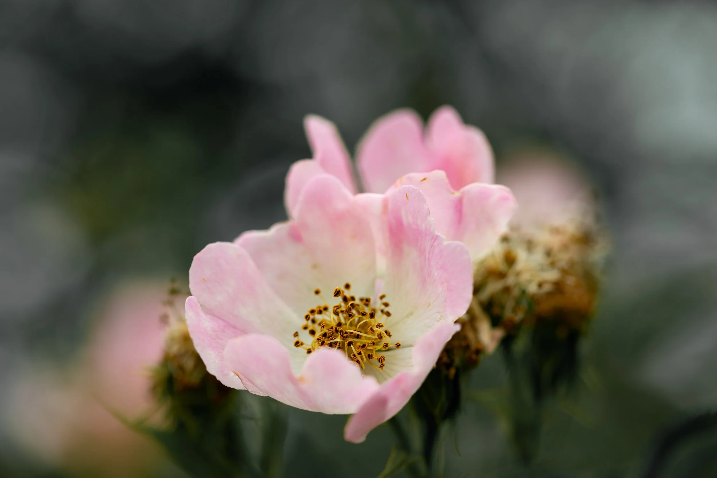 Dog Rose Closeup