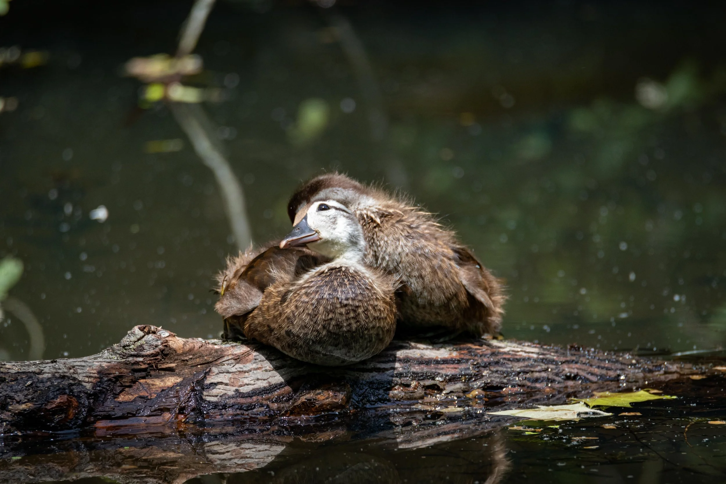 Wood Duck Babies on Log-1.jpg